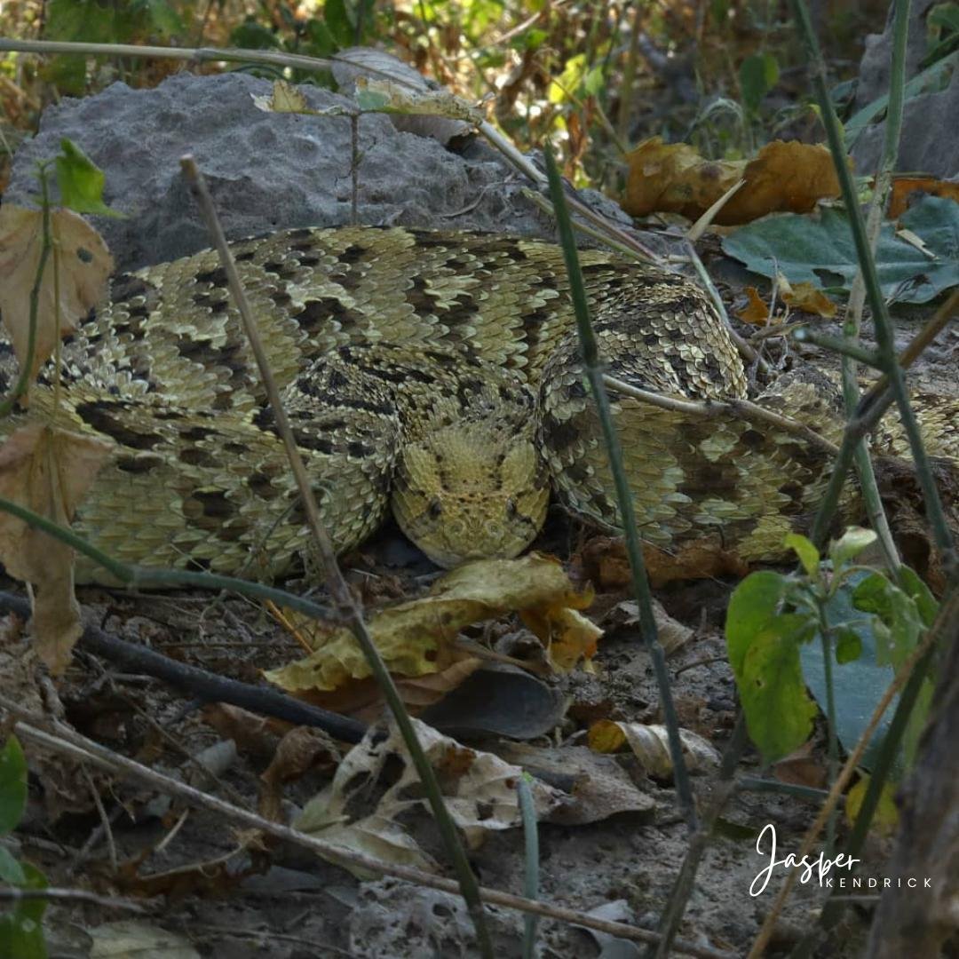 Puff Adder (Bitis arietans) Raintree Camp, Botswana