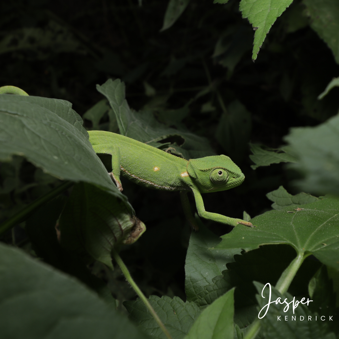 A baby Flap-necked Chameleon (Chamaeleo dilepis)  moving through a bush