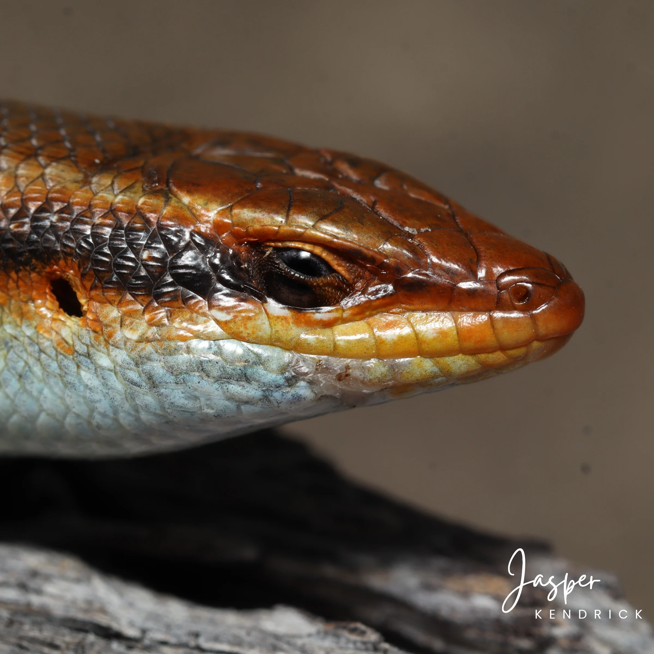 A macro shot of a Wahlberg's Striped Skink (Trachylepis wahlbergii)