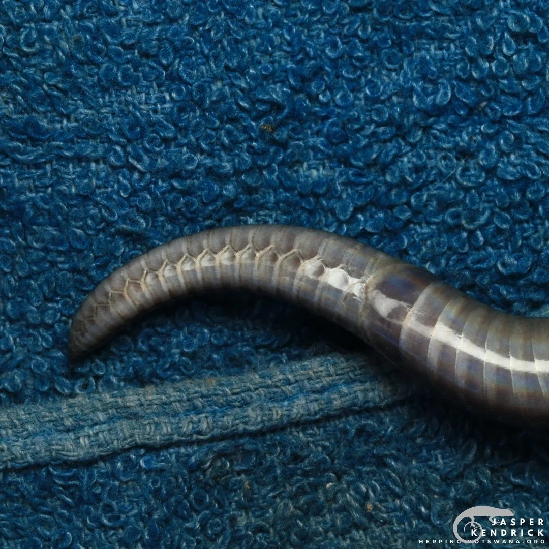 The tail of a Zambezi Garter Snake