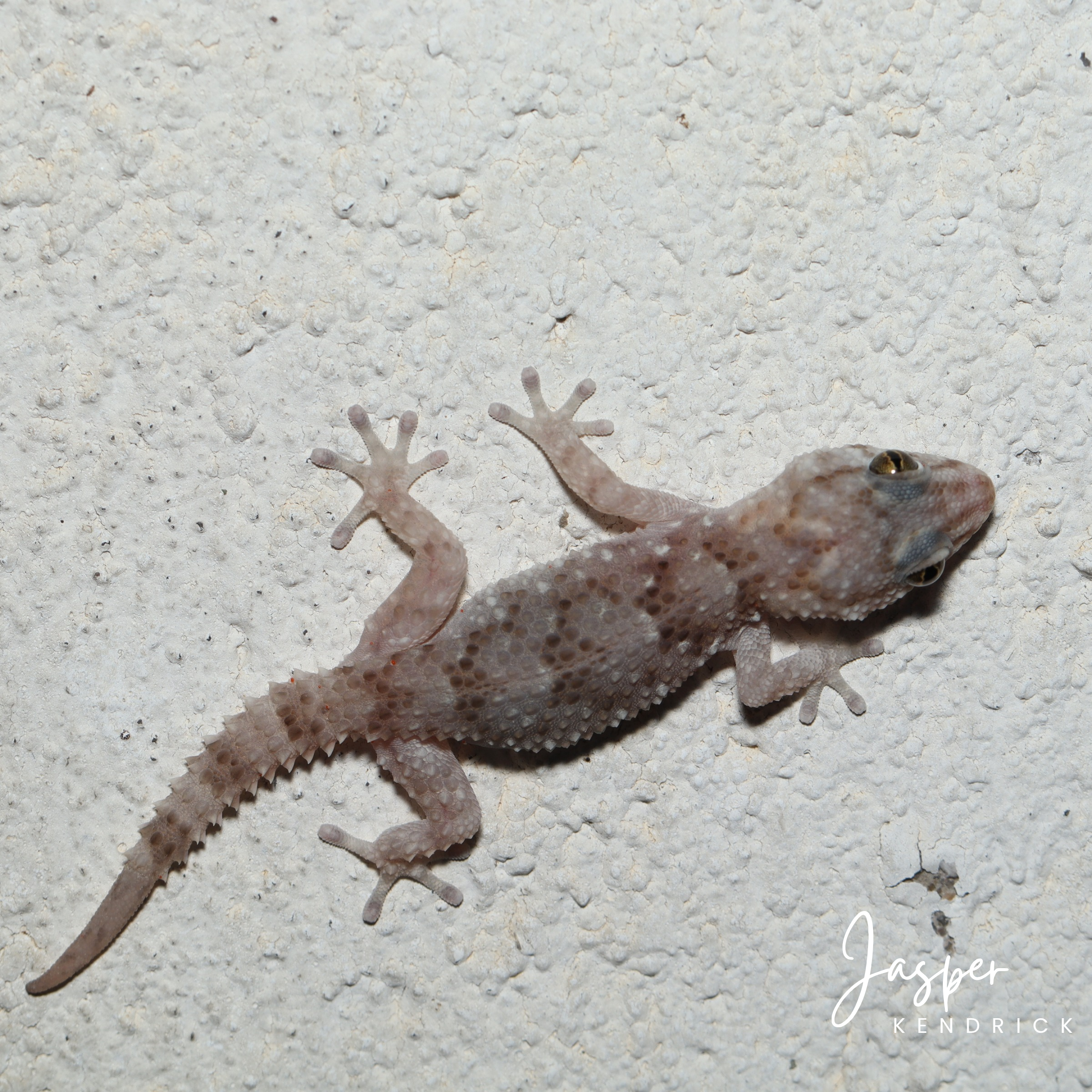 A hatchling Turner’s Thick‑toed Gecko (Chondrodactylus turneri) on a wall