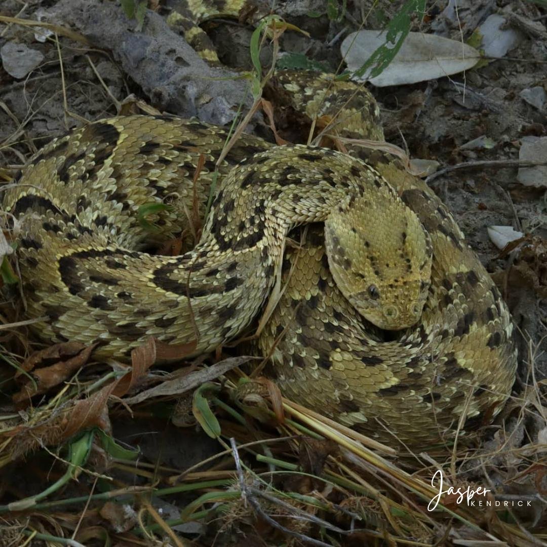 Puff Adder (Bitis arietans) Raintree Camp, Botswana