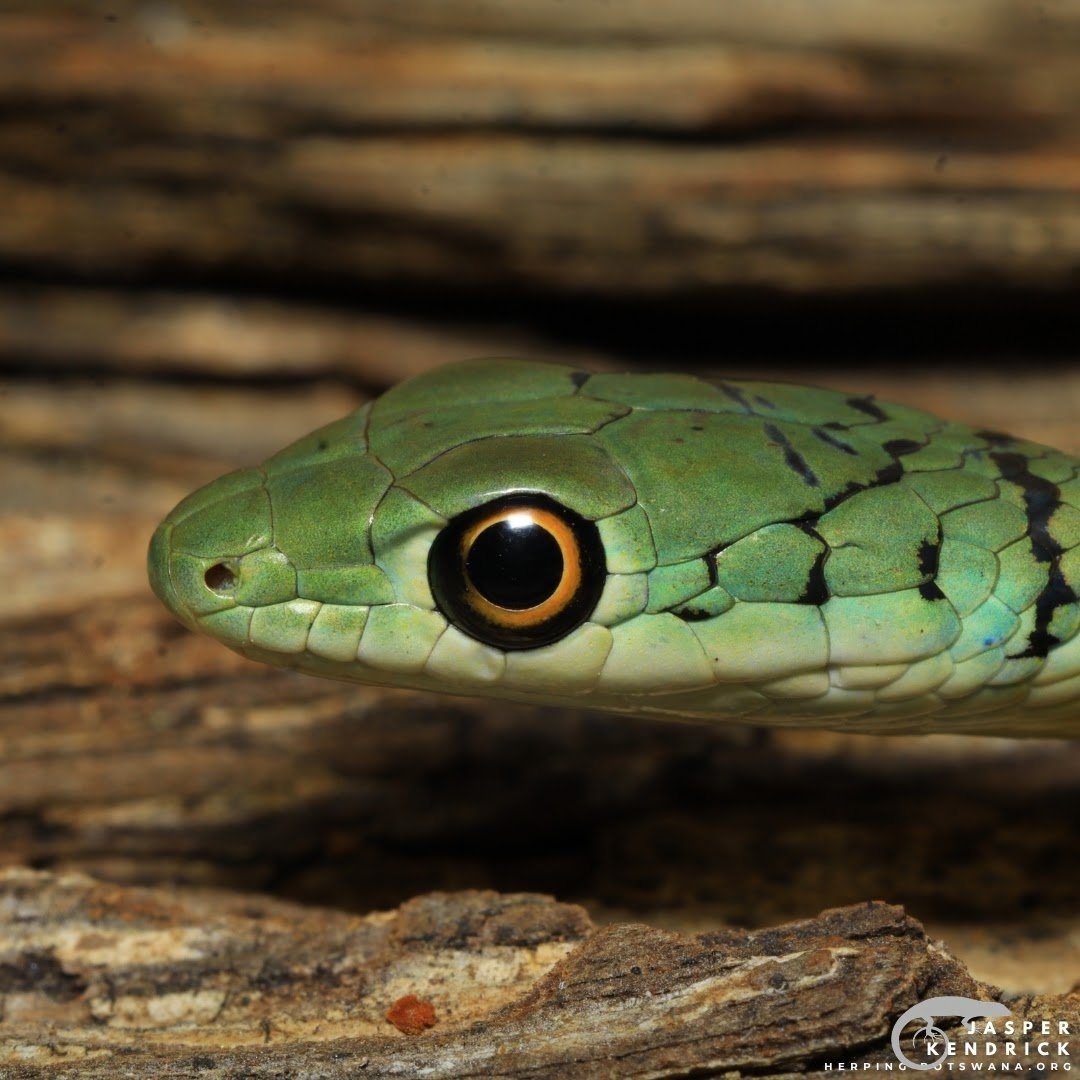 Baby Spotted Bush Snake (Philothamnus semivariegatus) closeup