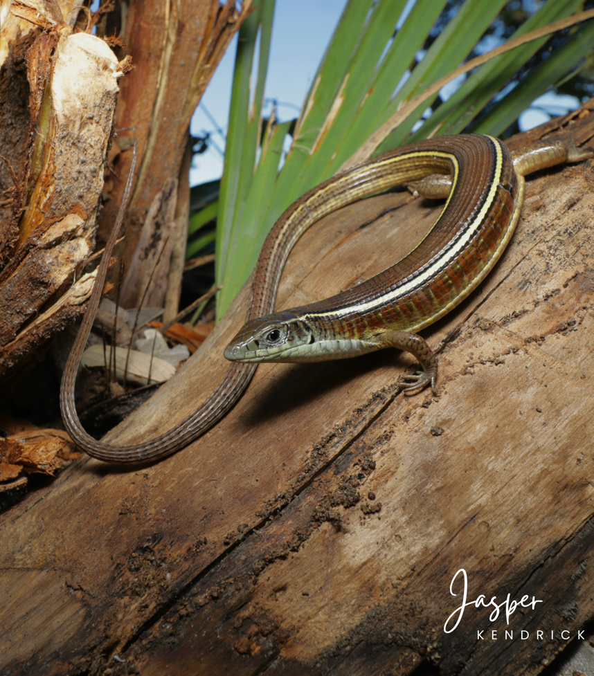 A Yellow‑throated Plated Lizard (Gerrhosaurus flavigularis) posing on a log