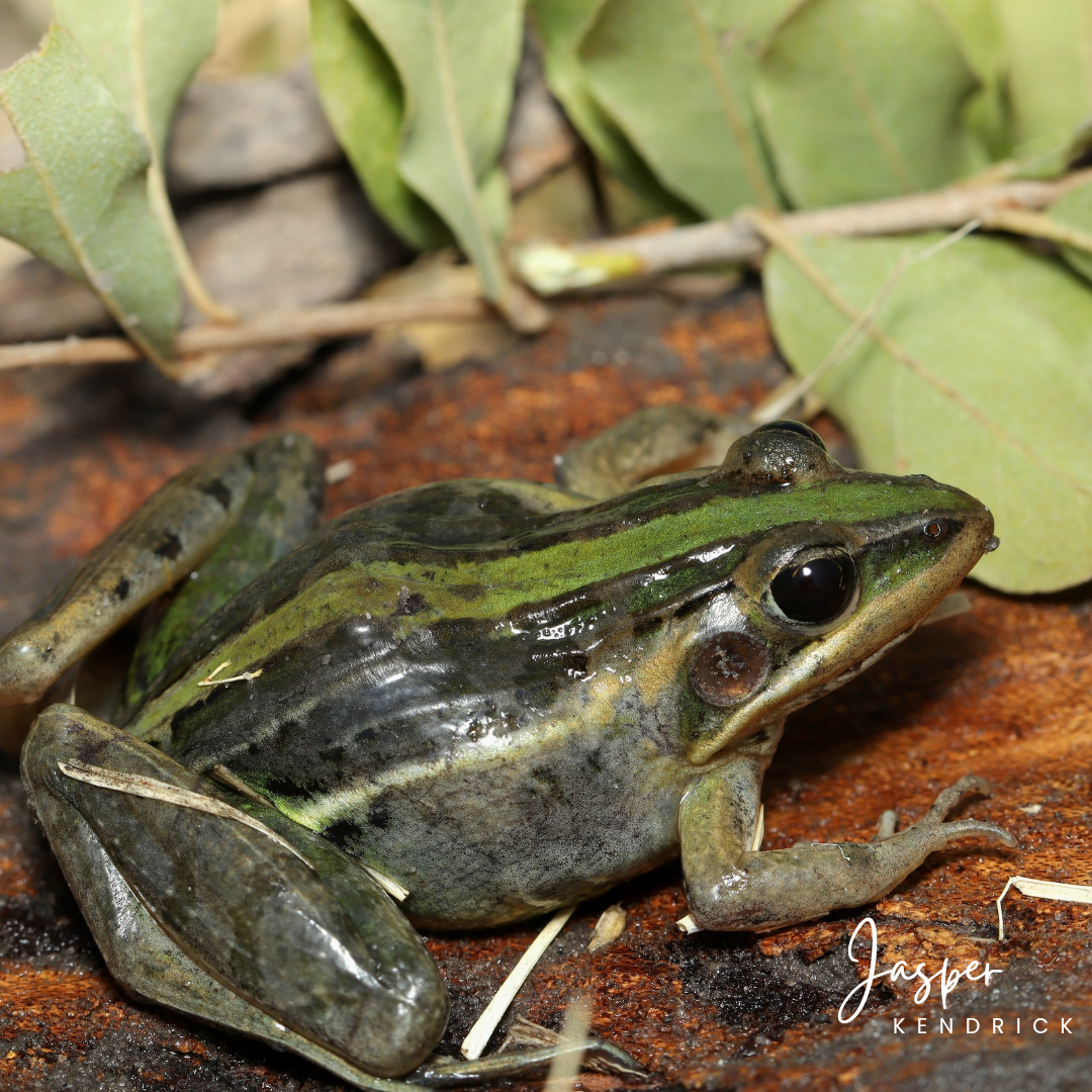 Nile Grass Frog — Herping Botswana