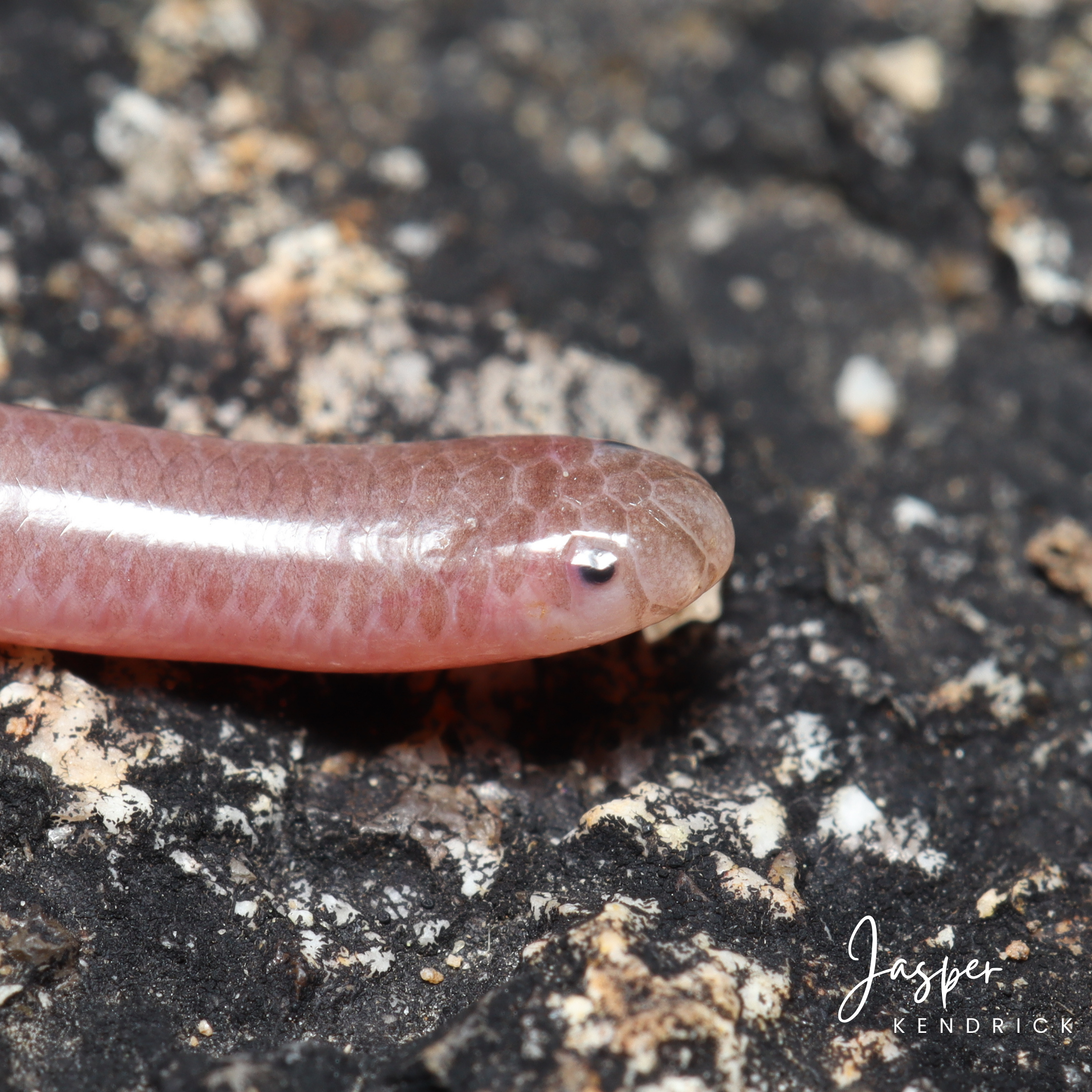 A closeup of a Long‑tailed Thread Snake (Myriopholis longicaudus)