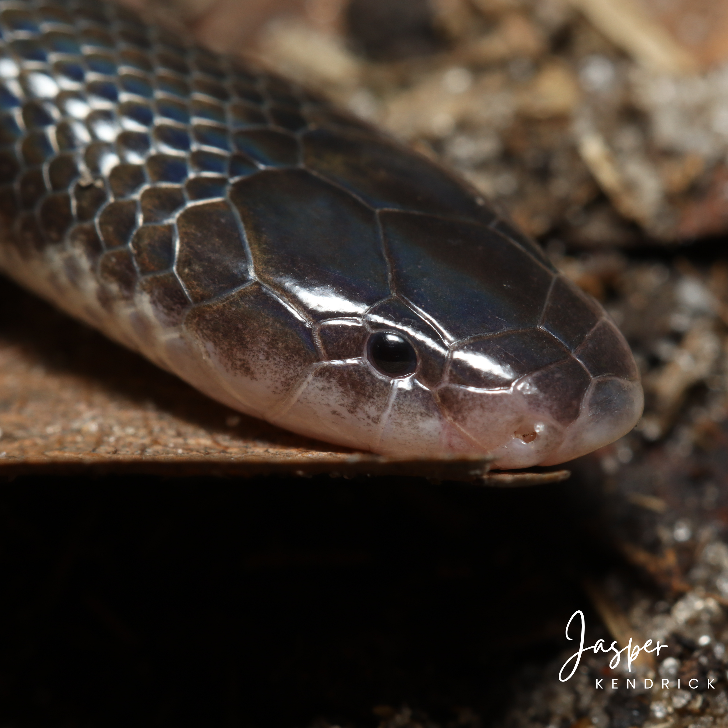Bibron’s Stiletto Snake (Atractaspis bibronii) macro shot