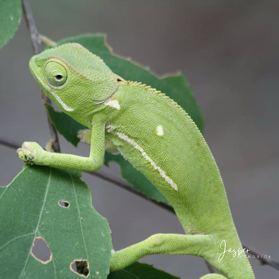 Flap-necked Chameleon (Chamaeleo dilepis) Raintree Camp, Botswana
