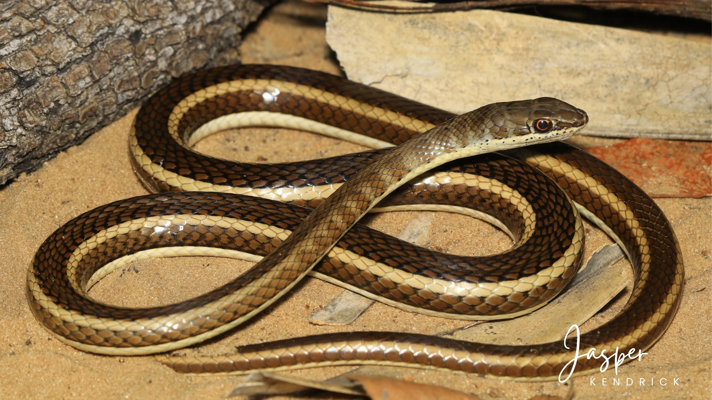 A Western Yellow-bellied Sand Snake (Psammophis subtaeniatus) posing on sand and leaves