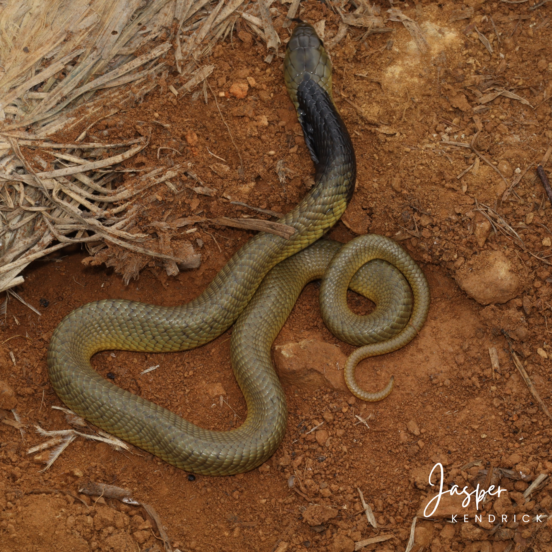 Snouted Cobra (Naja annulifera) full dorsal photo