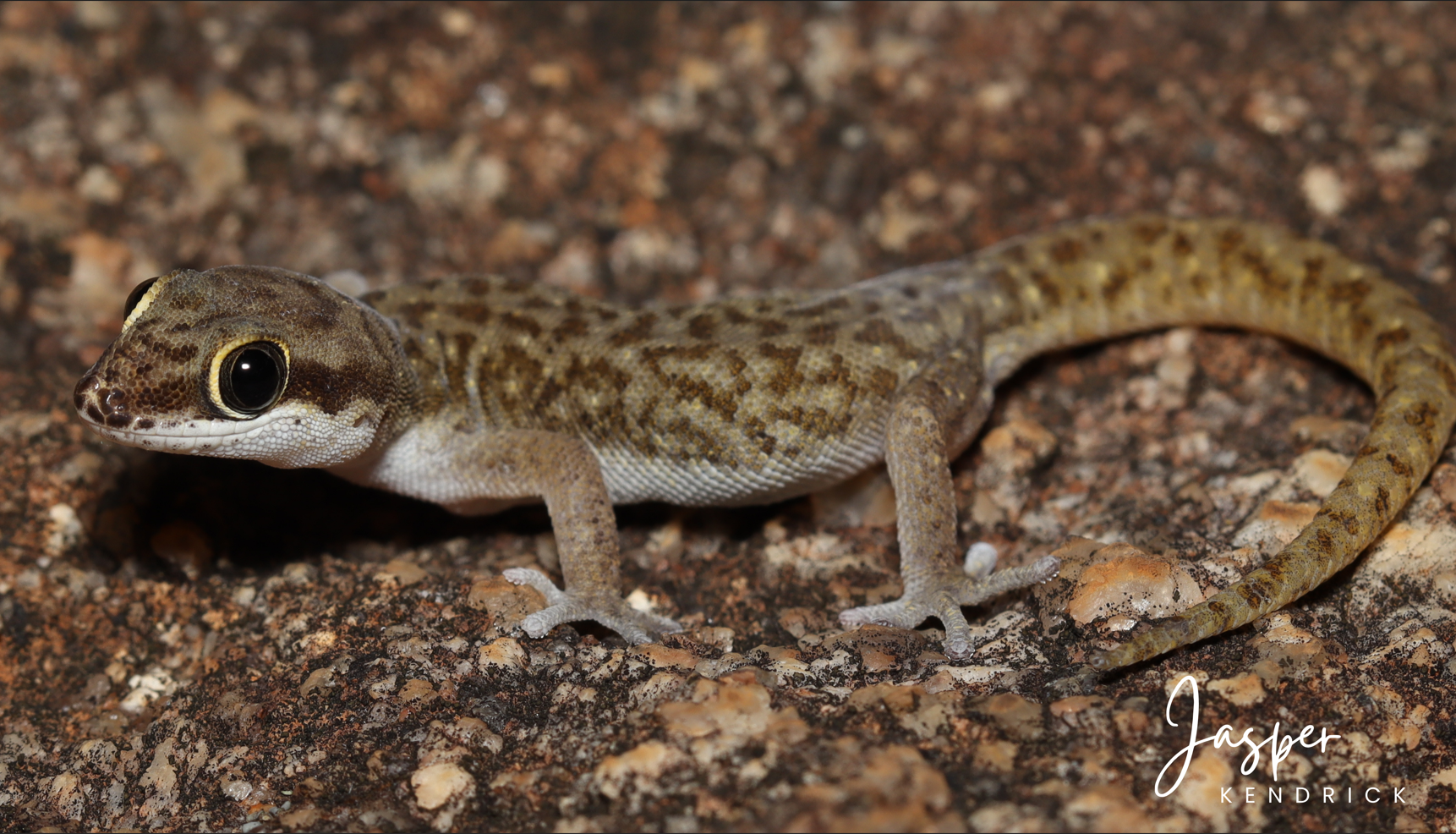 A Speckled Thick-toed Gecko (Pachydactylus punctatus) posing on a rock