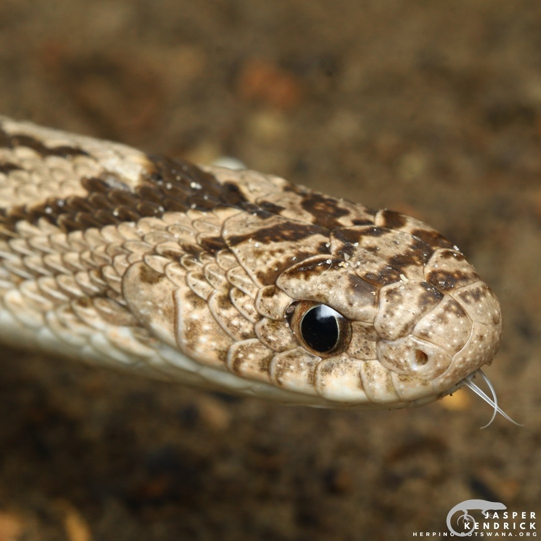 Common Egg Eater (Dasypeltis scabra) tongue flickering