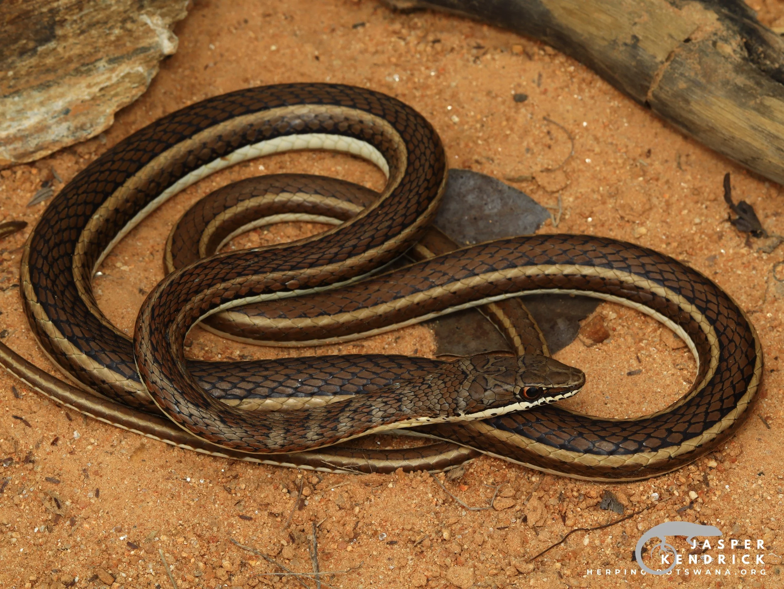 A Western Yellow-bellied Sand Snake (Psammophis subtaeniatus) posing on sand