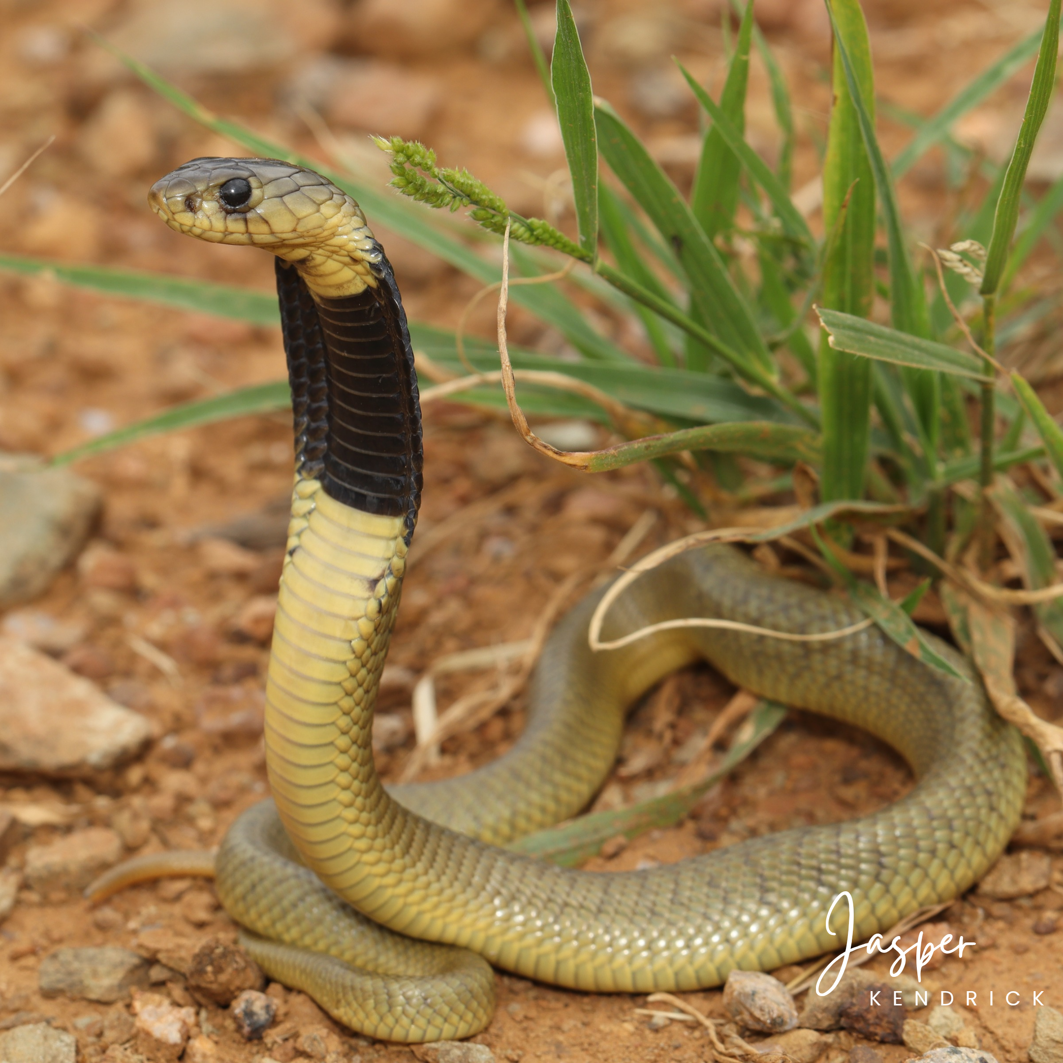Baby Snouted Cobra (Naja annulifera) posing naturally on rocks and grass