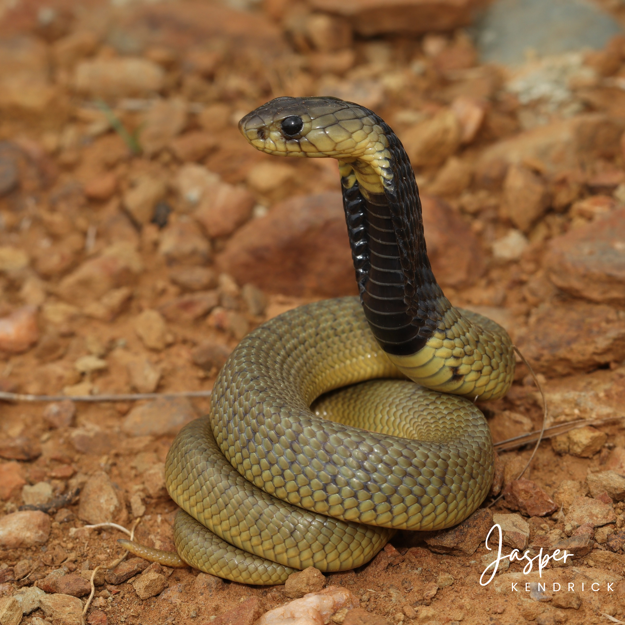 Baby Snouted Cobra (Naja annulifera) curled up hooded