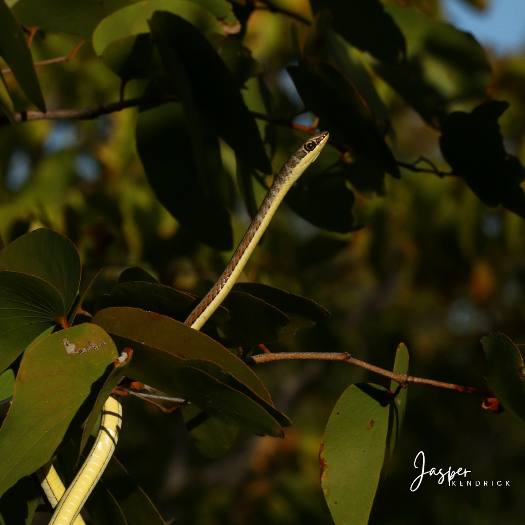 Yellow-bellied Sand Snake (Psammophis subtaeniatus) Shorobe, Botswana