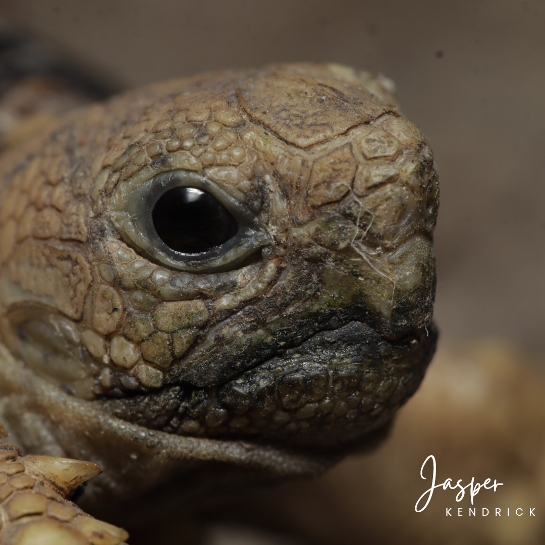 Hatchling Leopard Tortoise (Stigmochelys pardalis) closeup