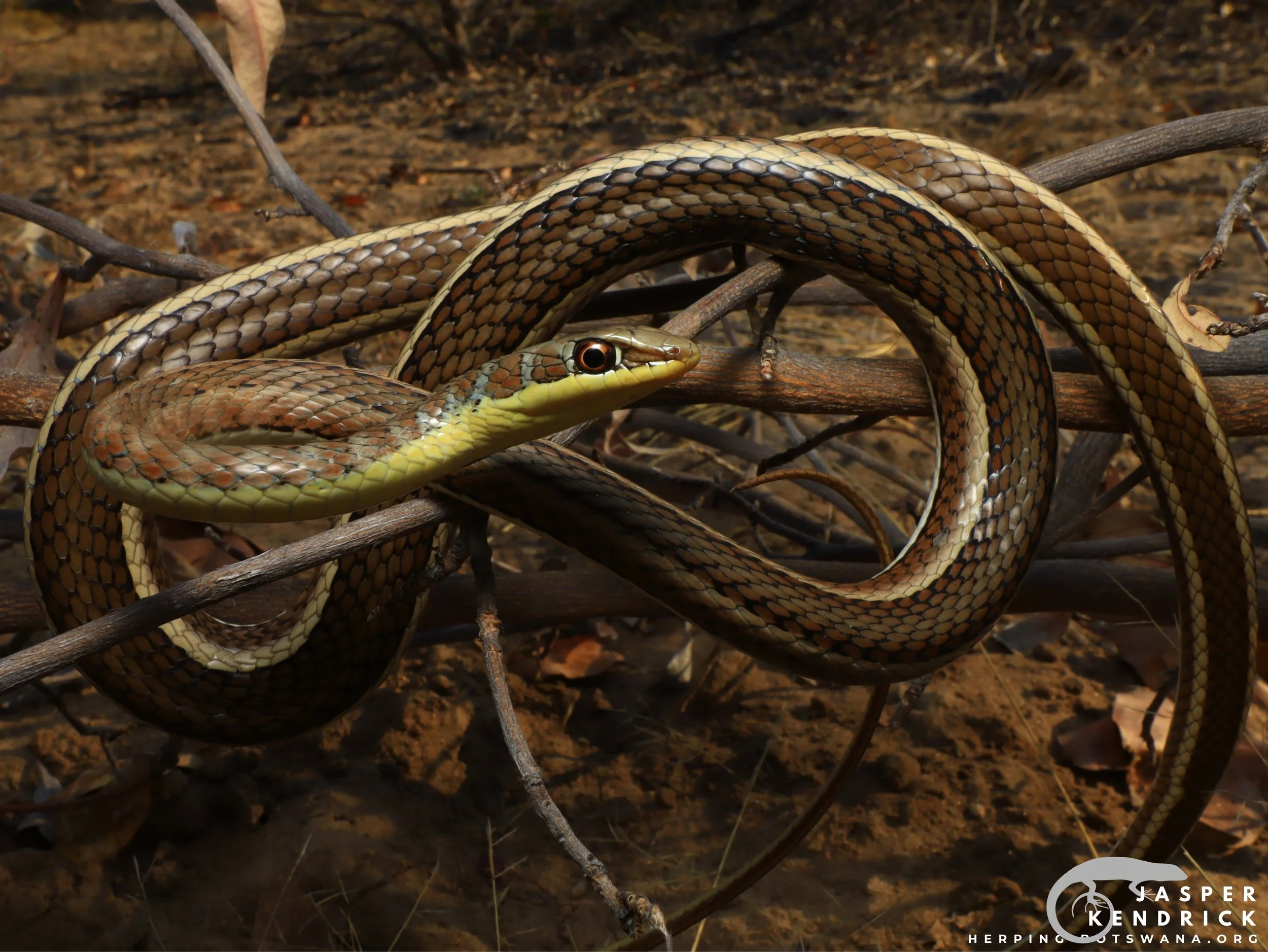 An adult Western Yellow-bellied Sand Snake (Psammophis subtaeniatus) on a branch
