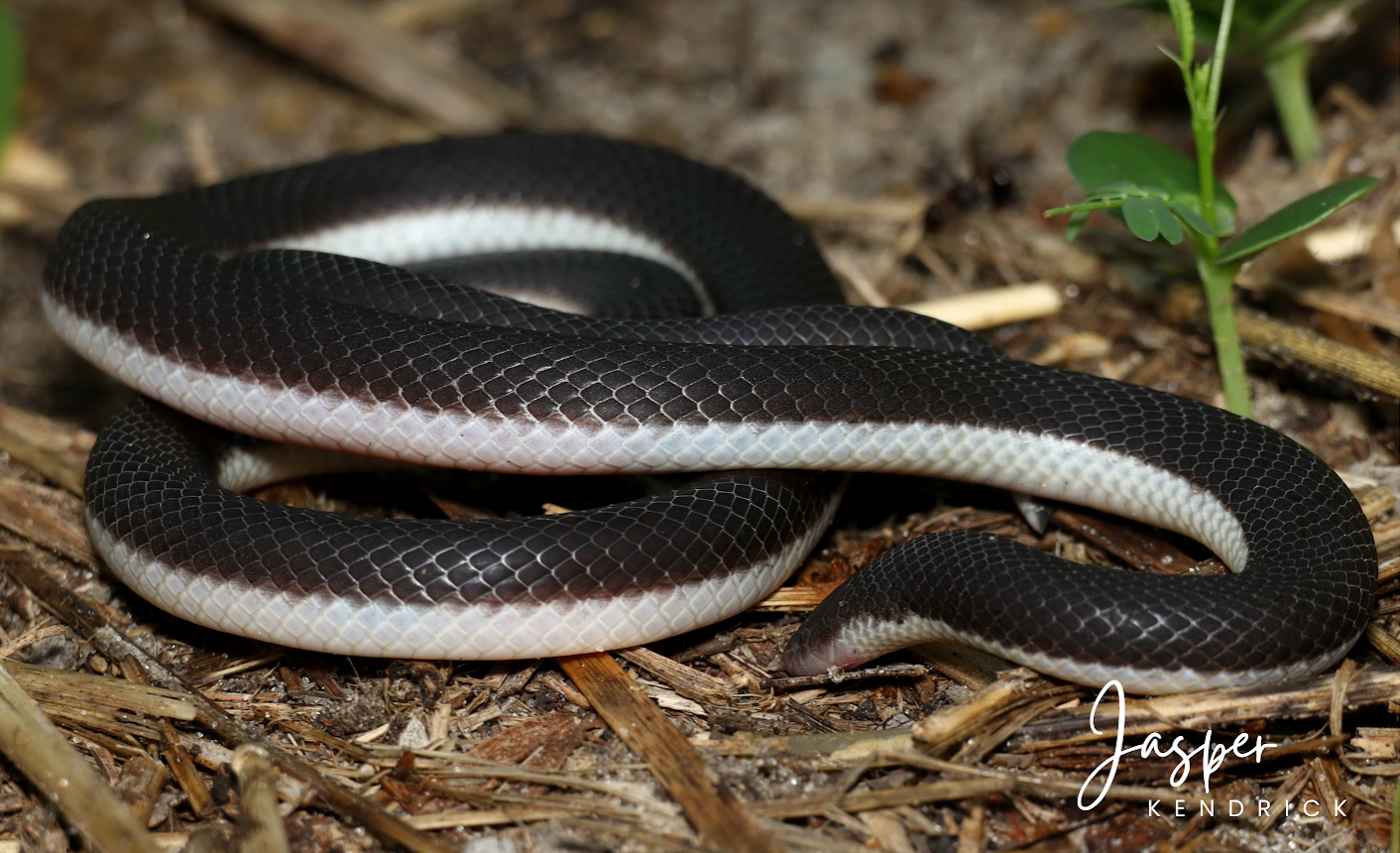 A Bibron’s Stiletto Snake (Atractaspis bibronii) posing naturally on grass