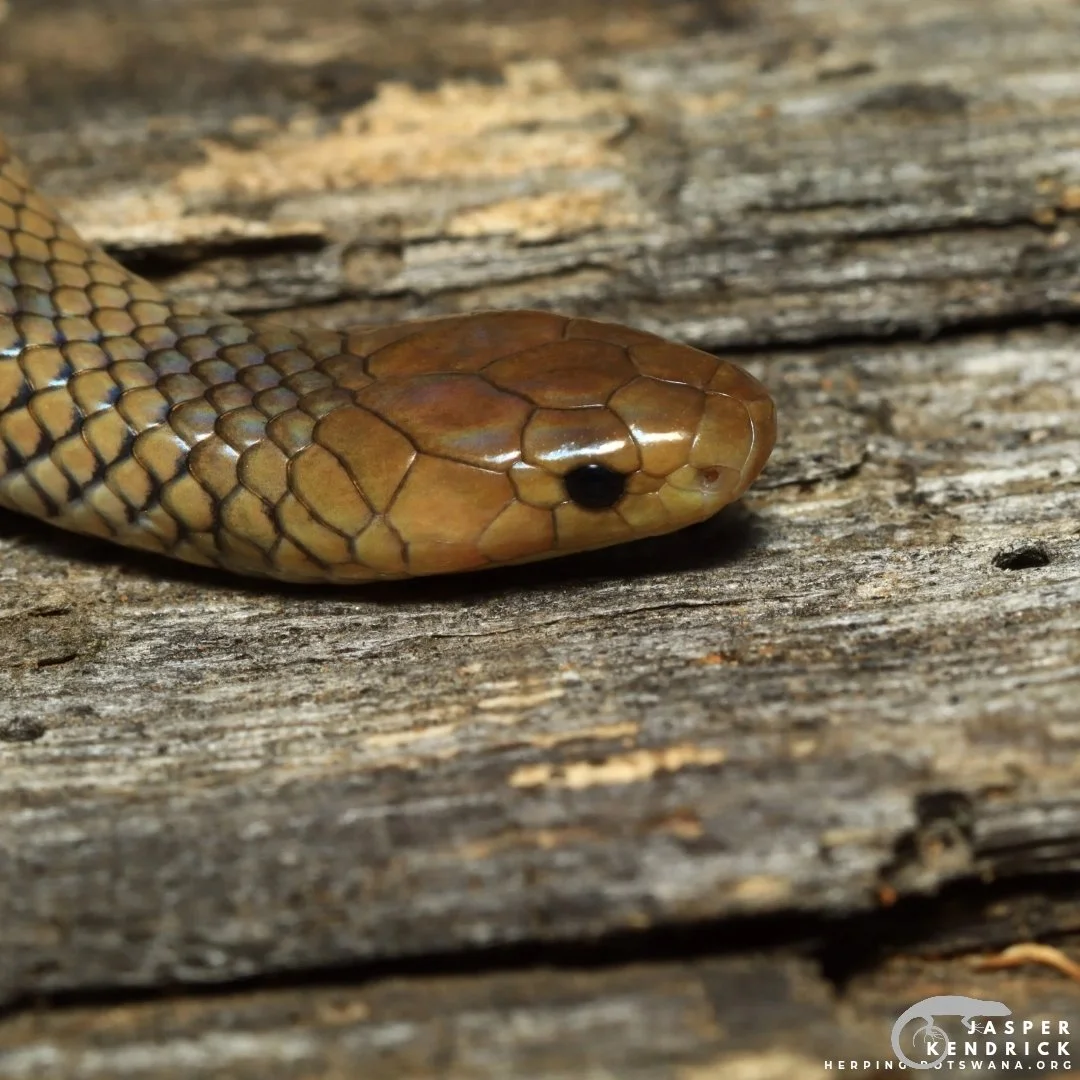 Reticulated Centipede Eater (Aparallactus lunulatus) neck bands