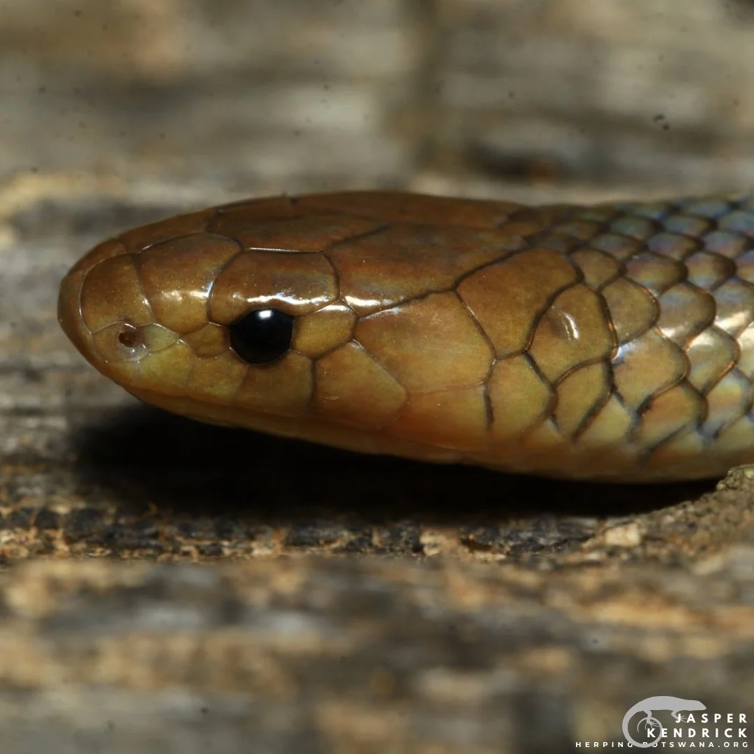 Reticulated Centipede Eater (Aparallactus lunulatus) head closeup