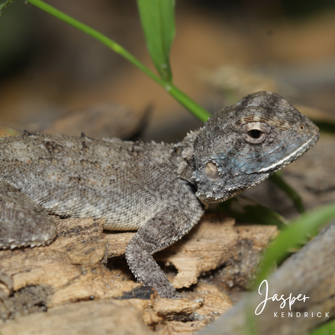 A baby Peter’s Ground Agama (Agama armata) posing naturally on a log
