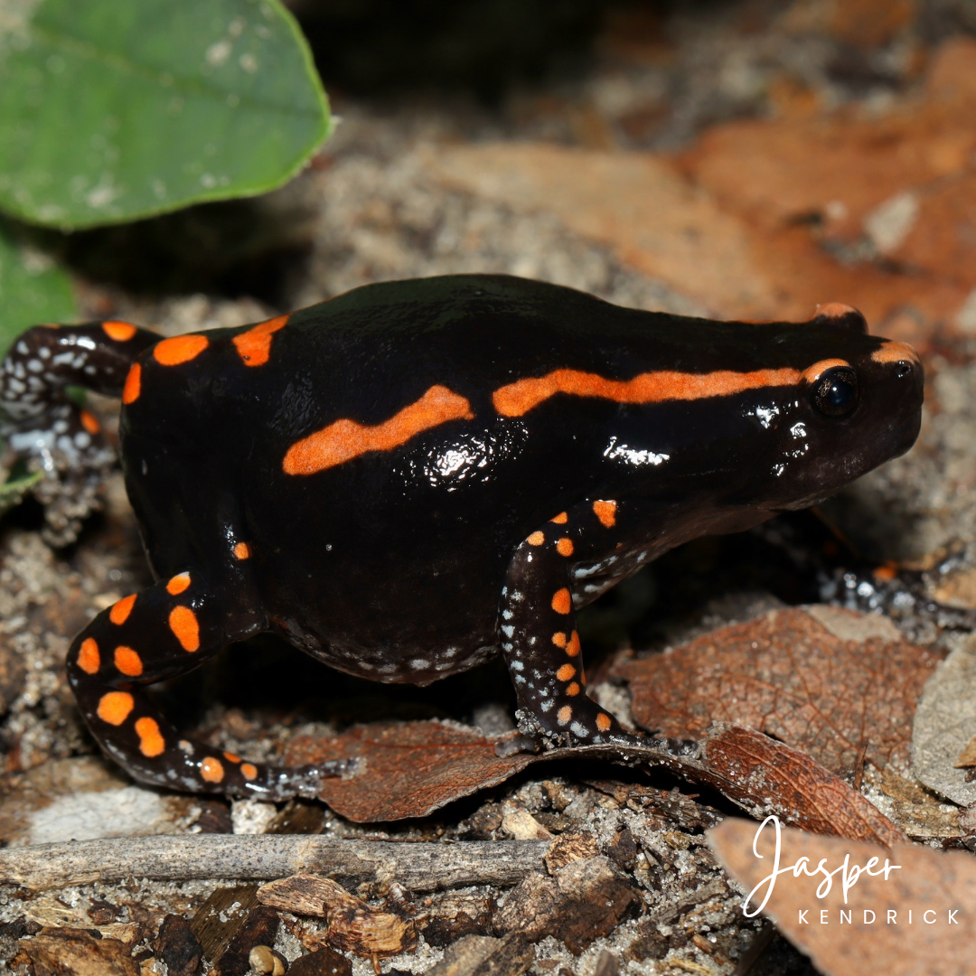 A Banded Rubber Frog (Phrynomantis bifasciatus) eating ants