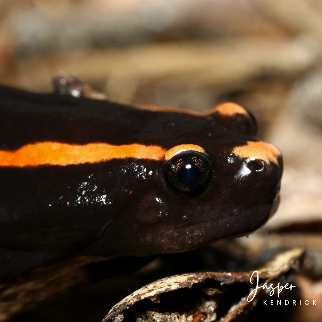 A high quality closeup of a Banded Rubber Frog (Phrynomantis bifasciatus)