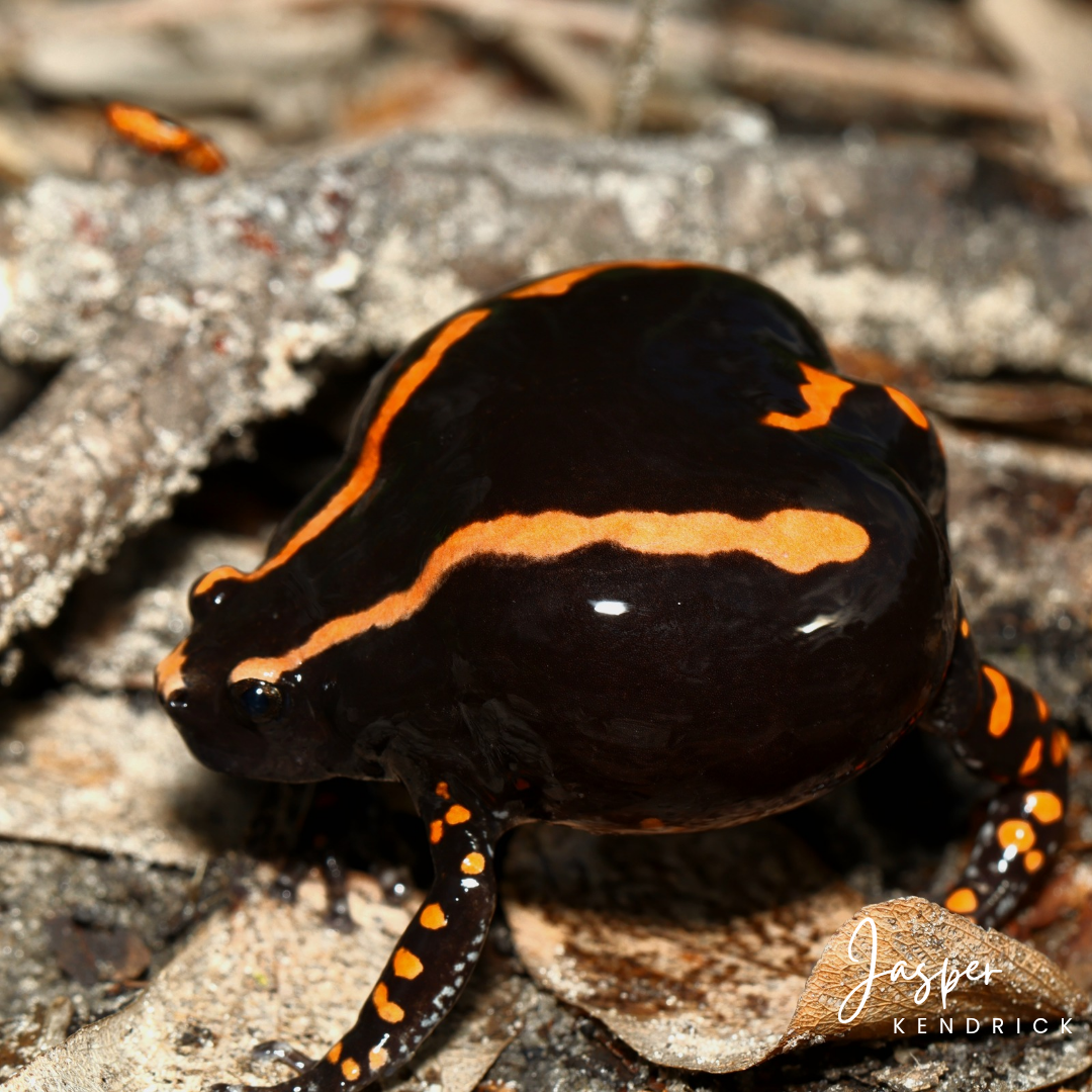 A Banded Rubber Frog (Phrynomantis bifasciatus) showing its threat display