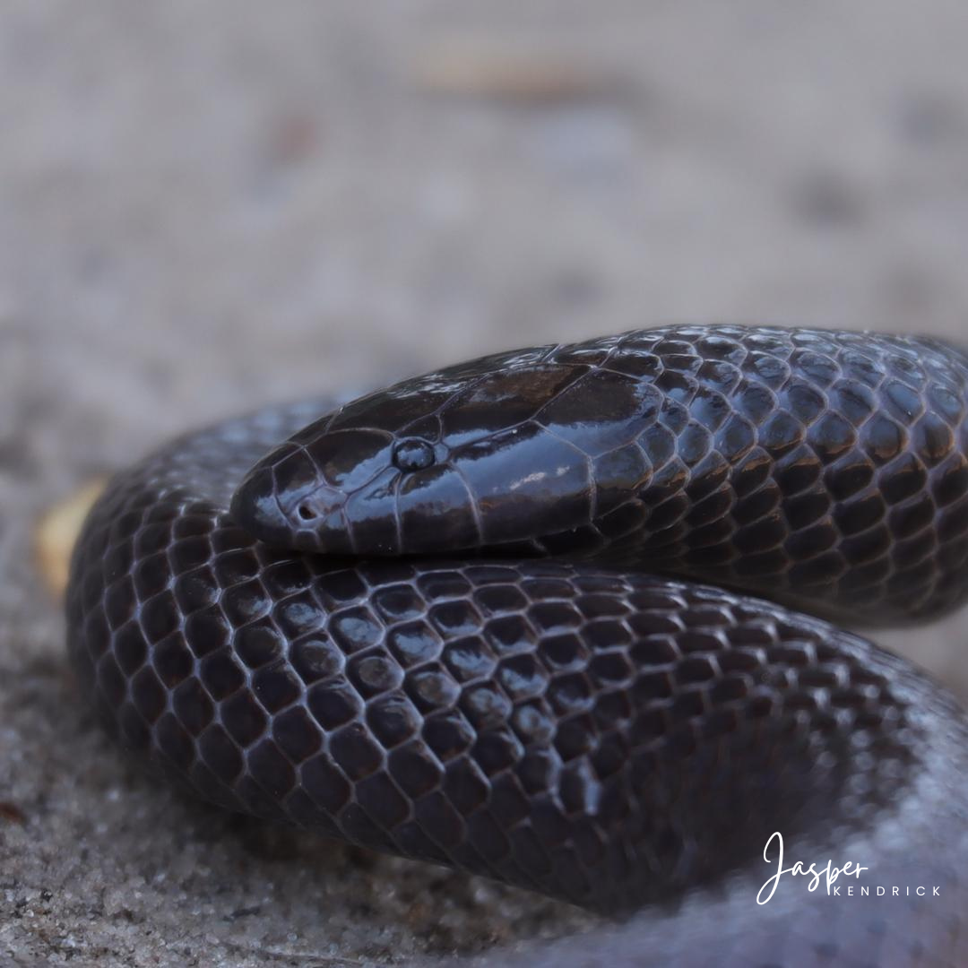 Common Purple-glossed Snake (Amblyodipsas polylepis) Raintree Camp, Botswana