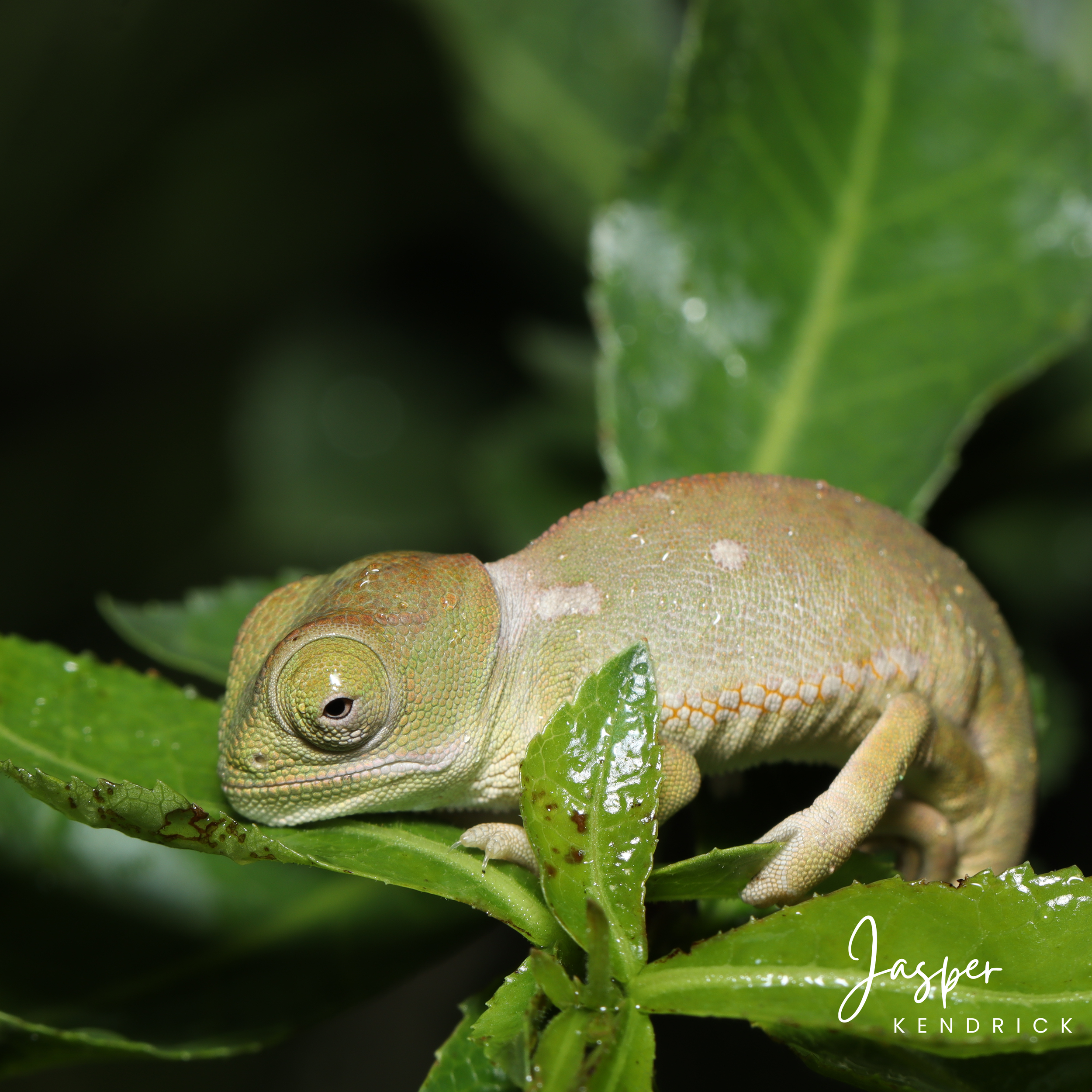 Baby Flap-necked Chameleon (Chamaeleo dilepis) on a branch at night