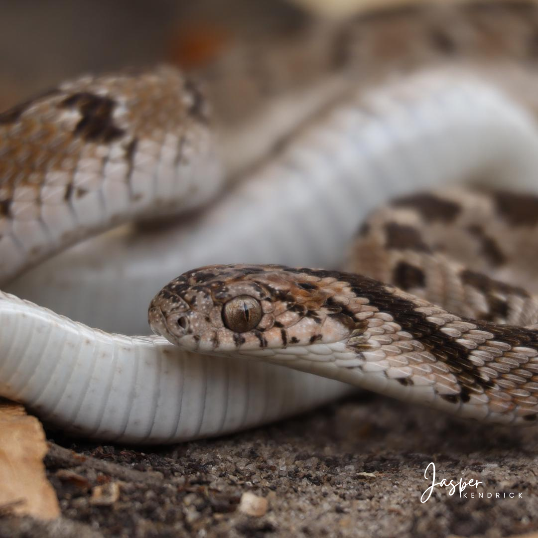 Common Egg Eater (Dasypeltis scabra) Raintree Camp, Botswana