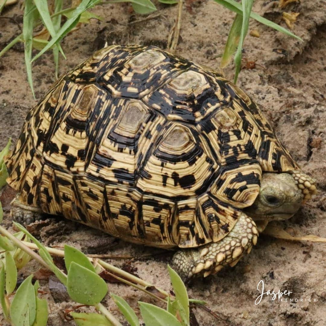 Leopard Tortoise (Stigmochelys pardalis) Raintree Camp, Botswana