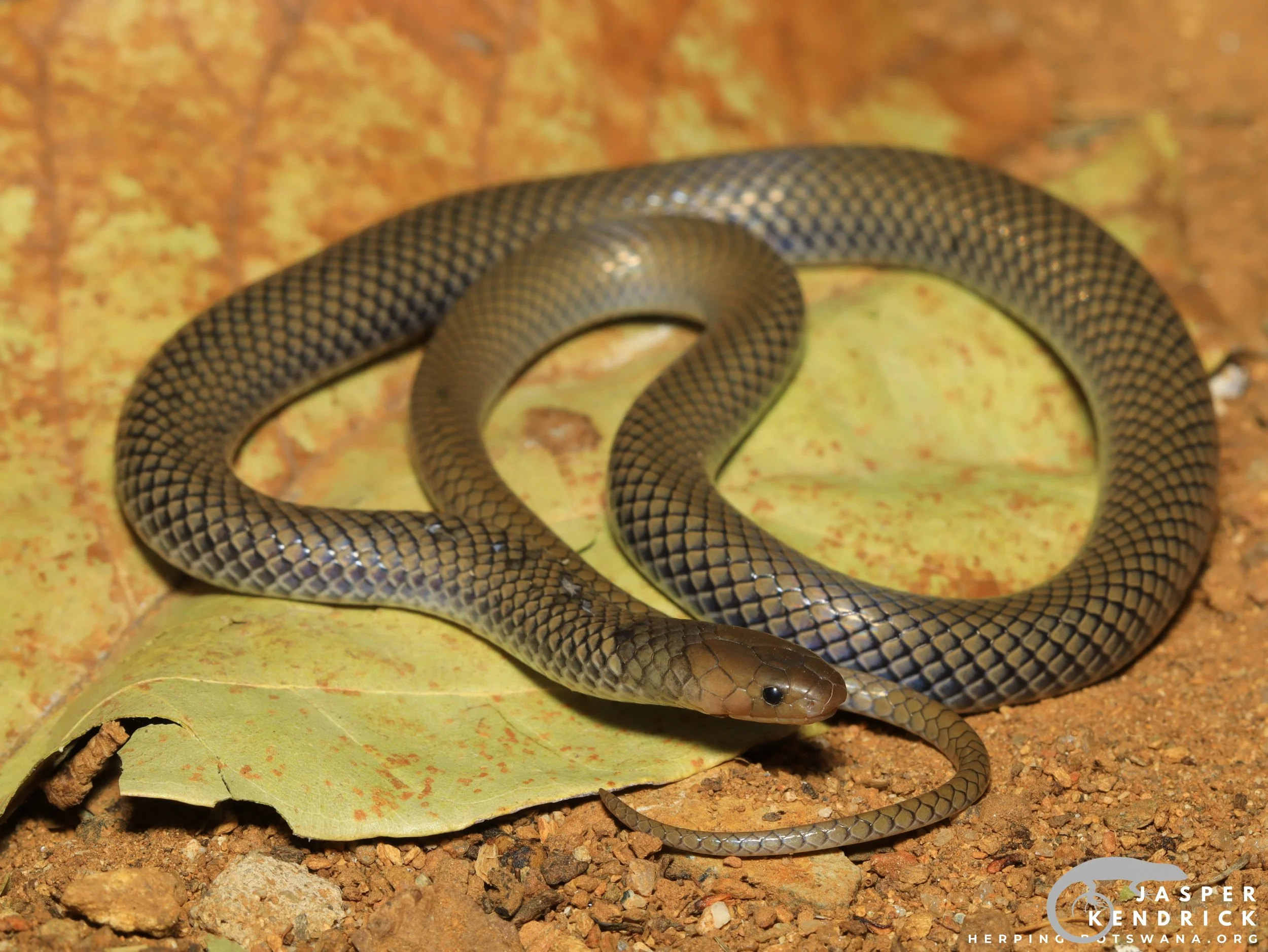 A Reticulated Centipede Eater (Aparallactus lunulatus) posing on a leaf