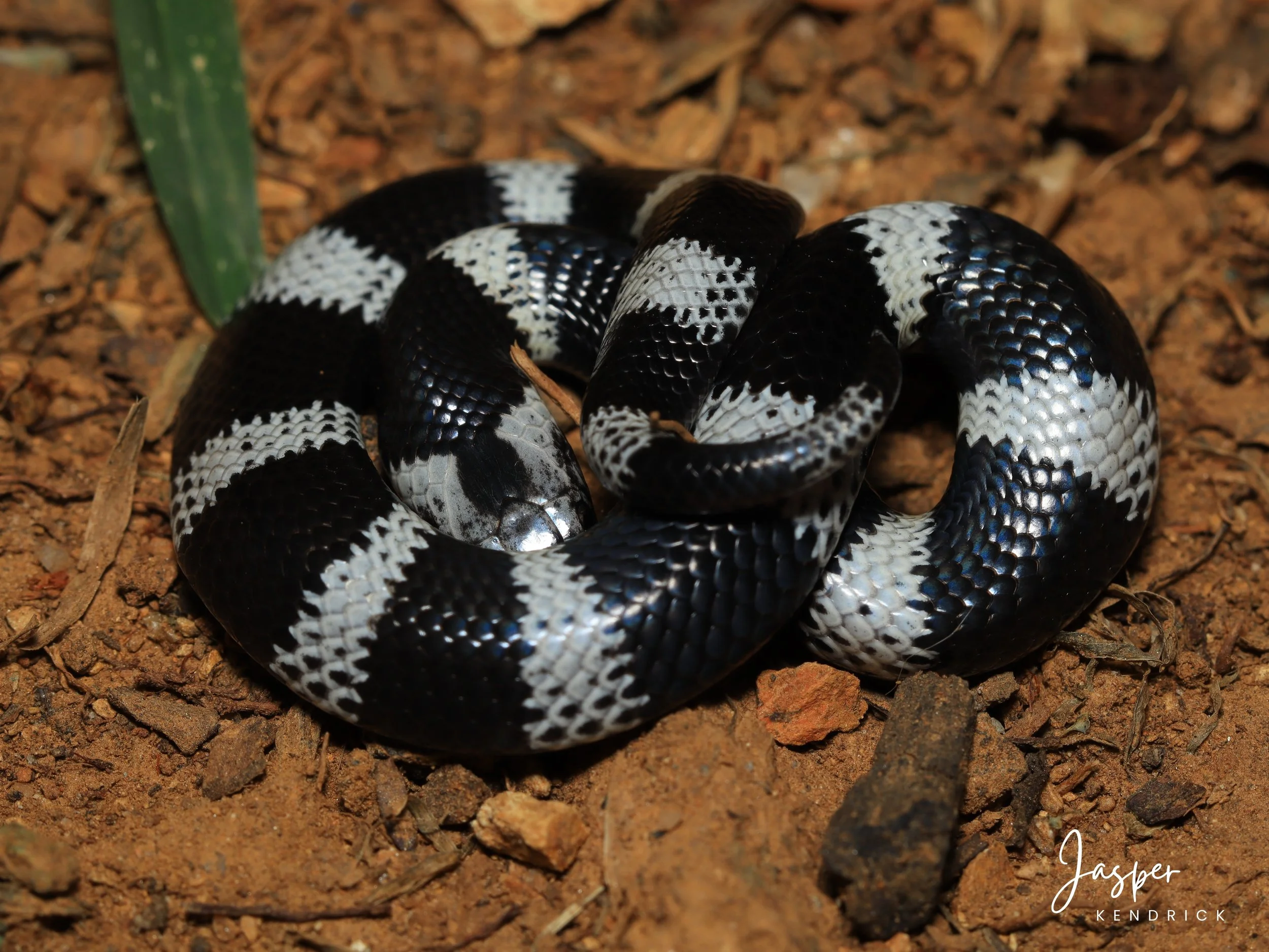 Juvenile Zambezi Garter Snake (Elapsoidea boulengeri) posing on sand