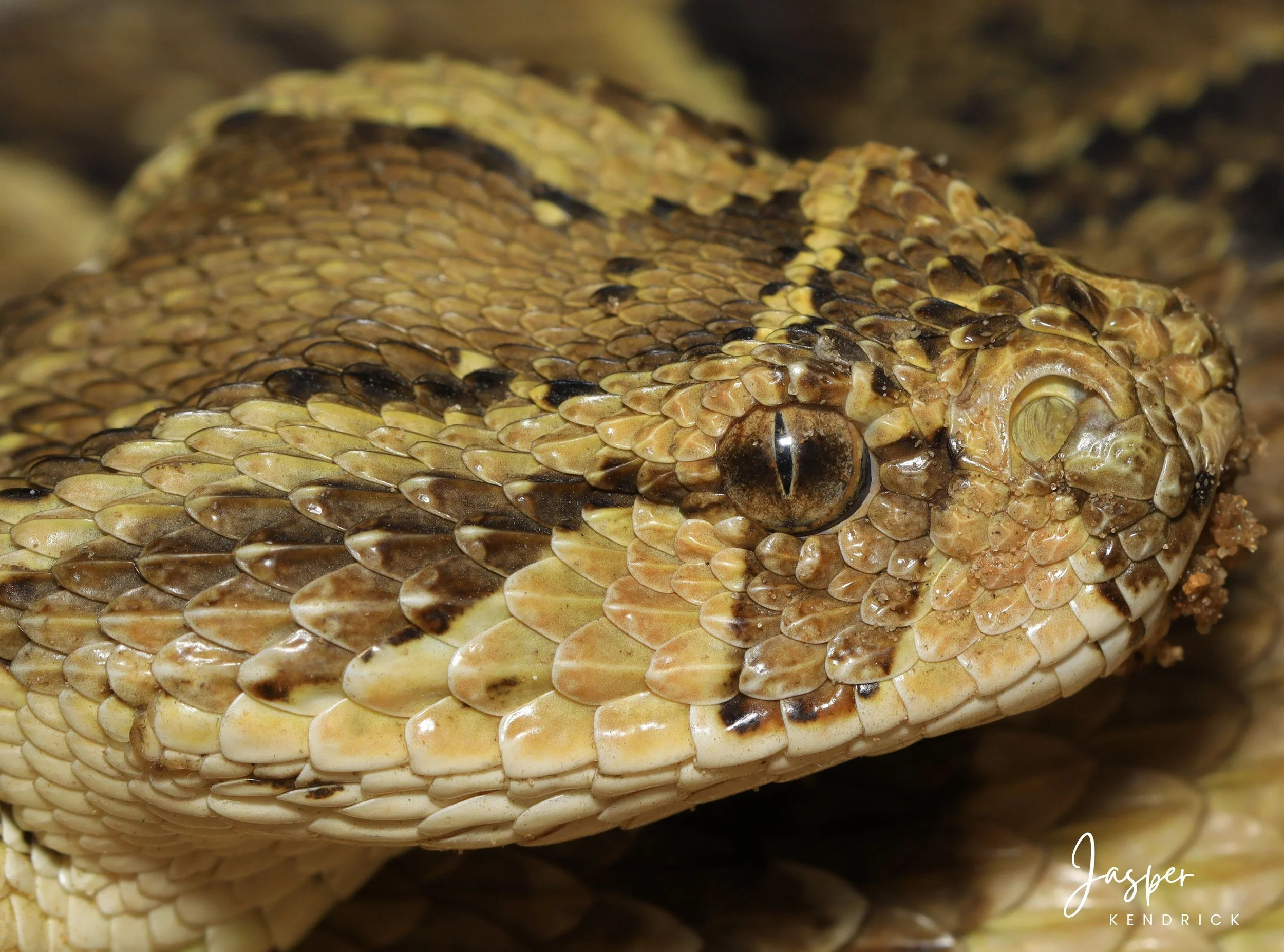 A Puff Adder (Bitis arietans) closeup