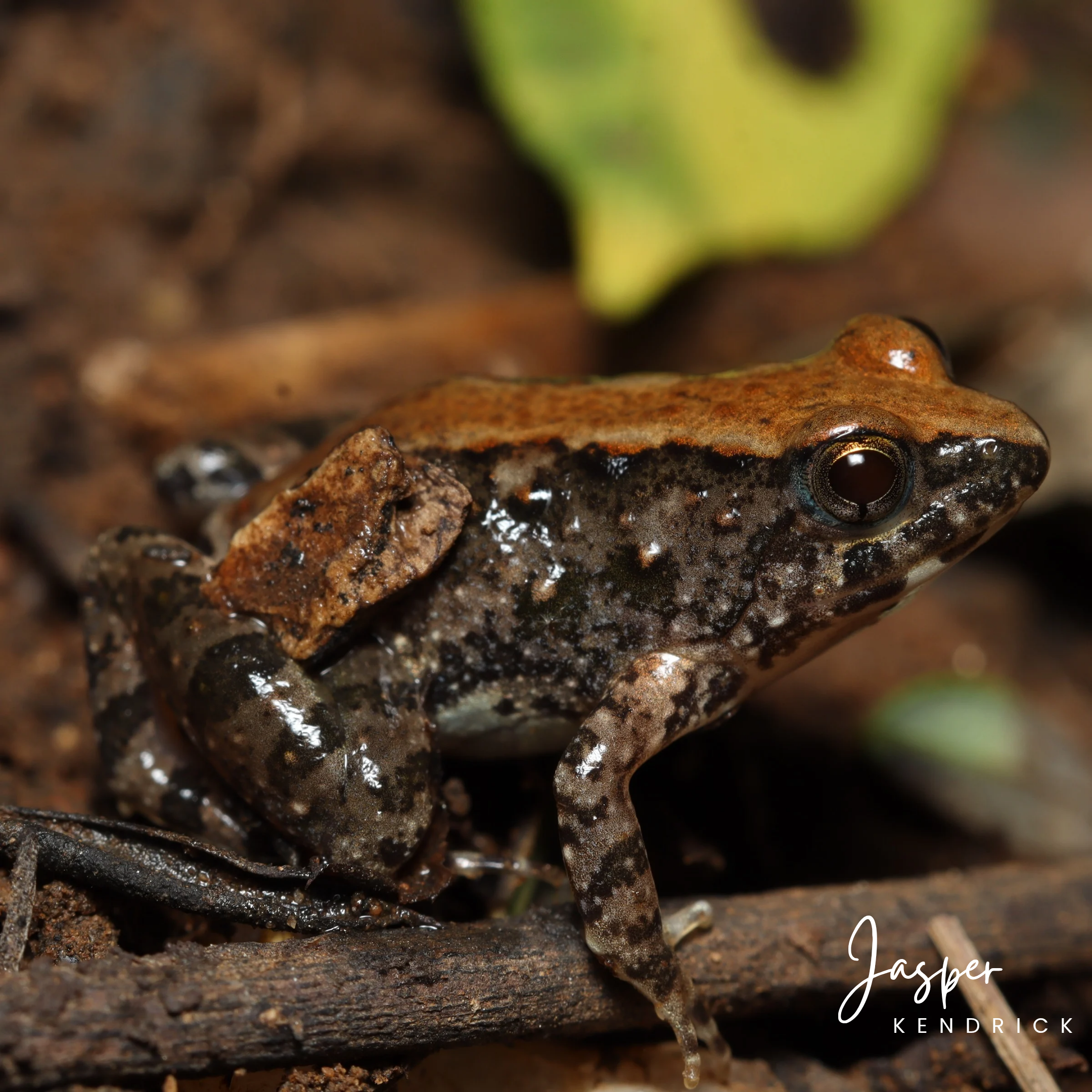 A tan variation of a Snoring Puddle Frog (Phrynobatrachus natalensis)