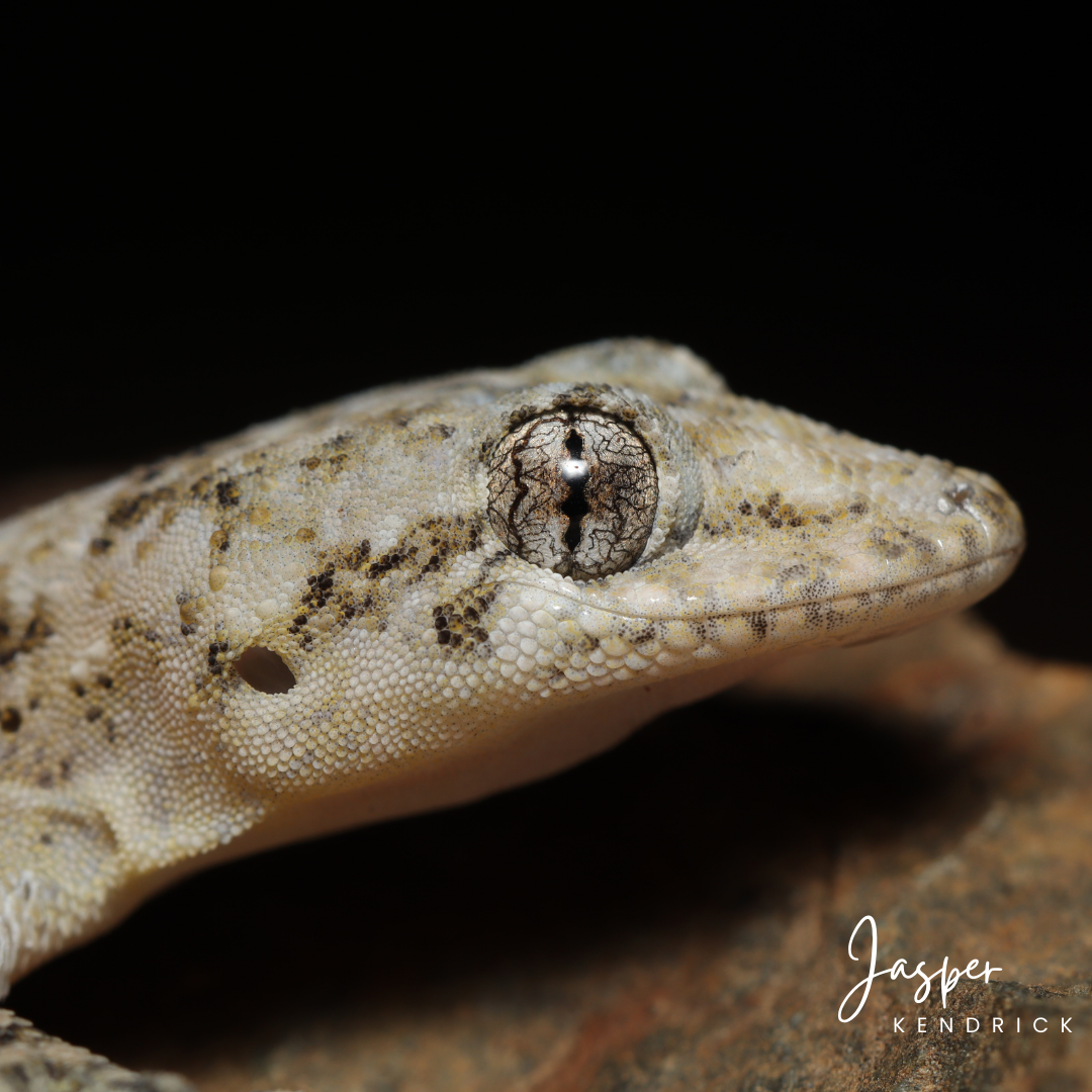 A closeup of a Tasman’s House Gecko (Hemidactylus tasmani)
