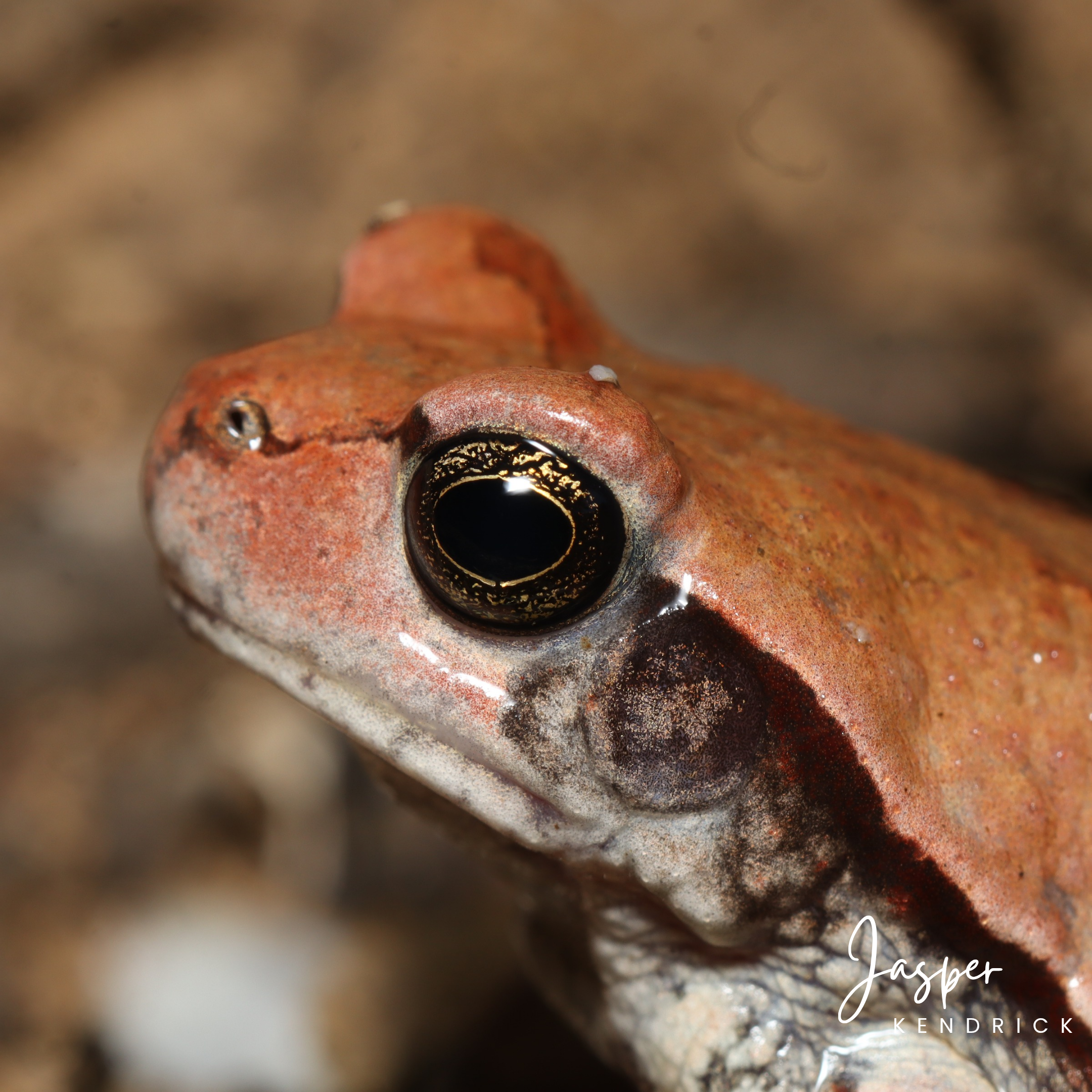 Red Toad (Schismaderma carens) closeup