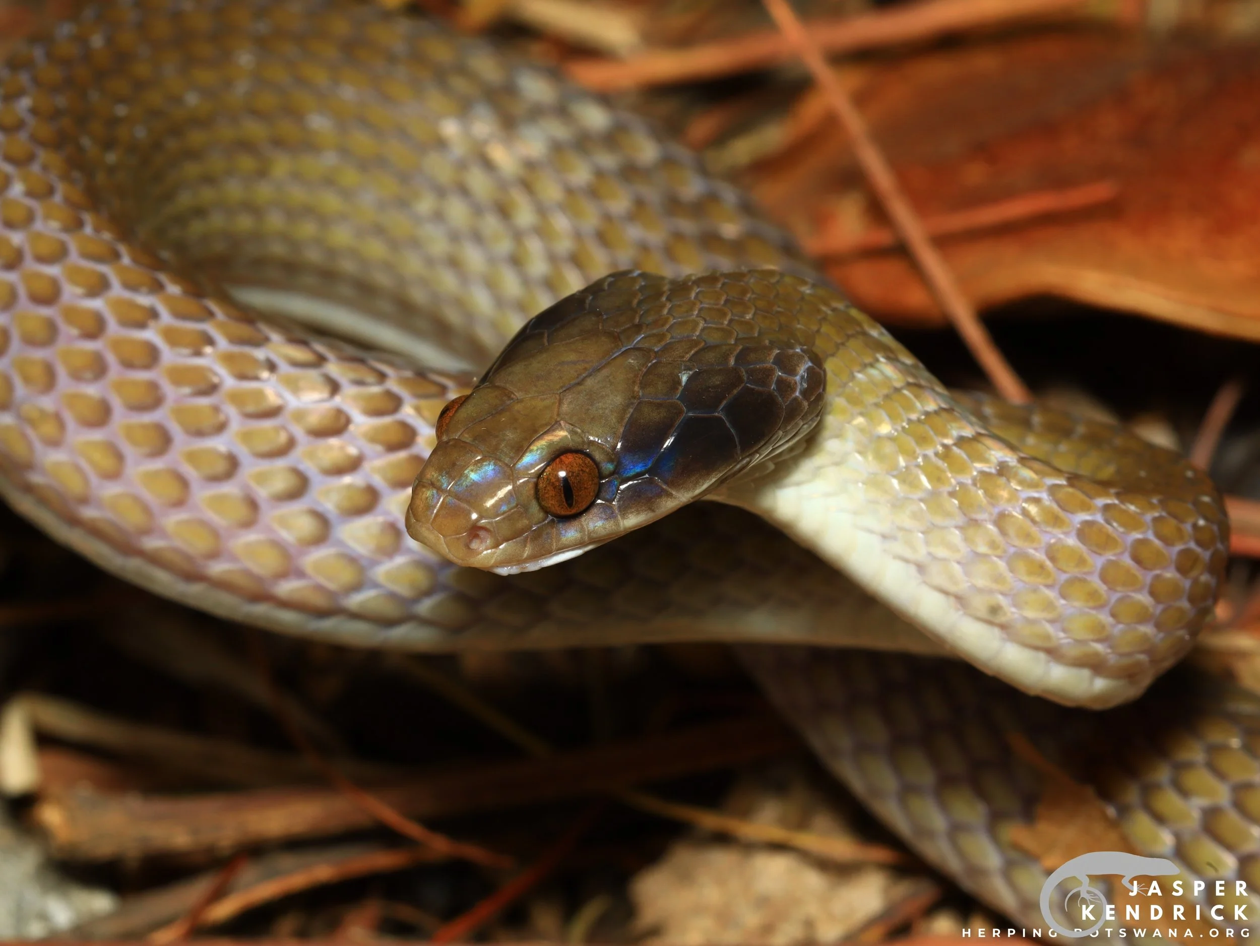 A Herald Snake (Crotaphopeltis hotamboeia) showing its defense mechanism