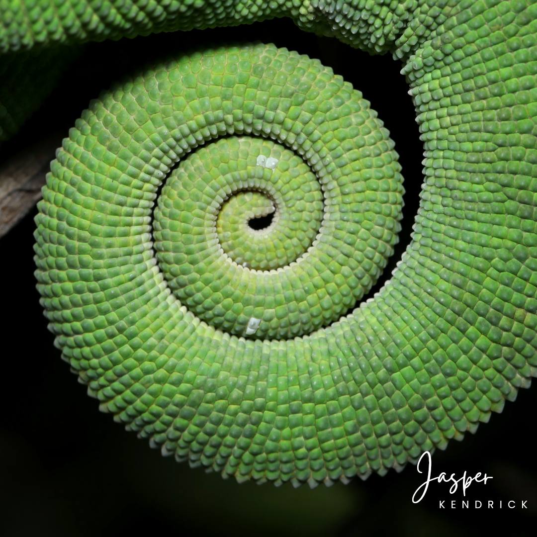 A closeup of a Flap-necked Chameleon's (Chamaeleo dilepis) tail rolled up