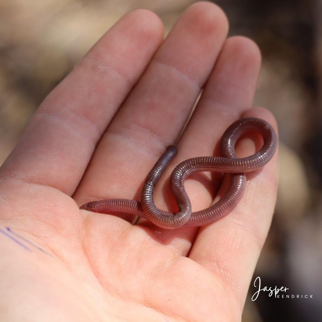 Kalahari Round-headed Worm Lizard (Zygaspis quadrifrons) Raintree Camp, Botswana