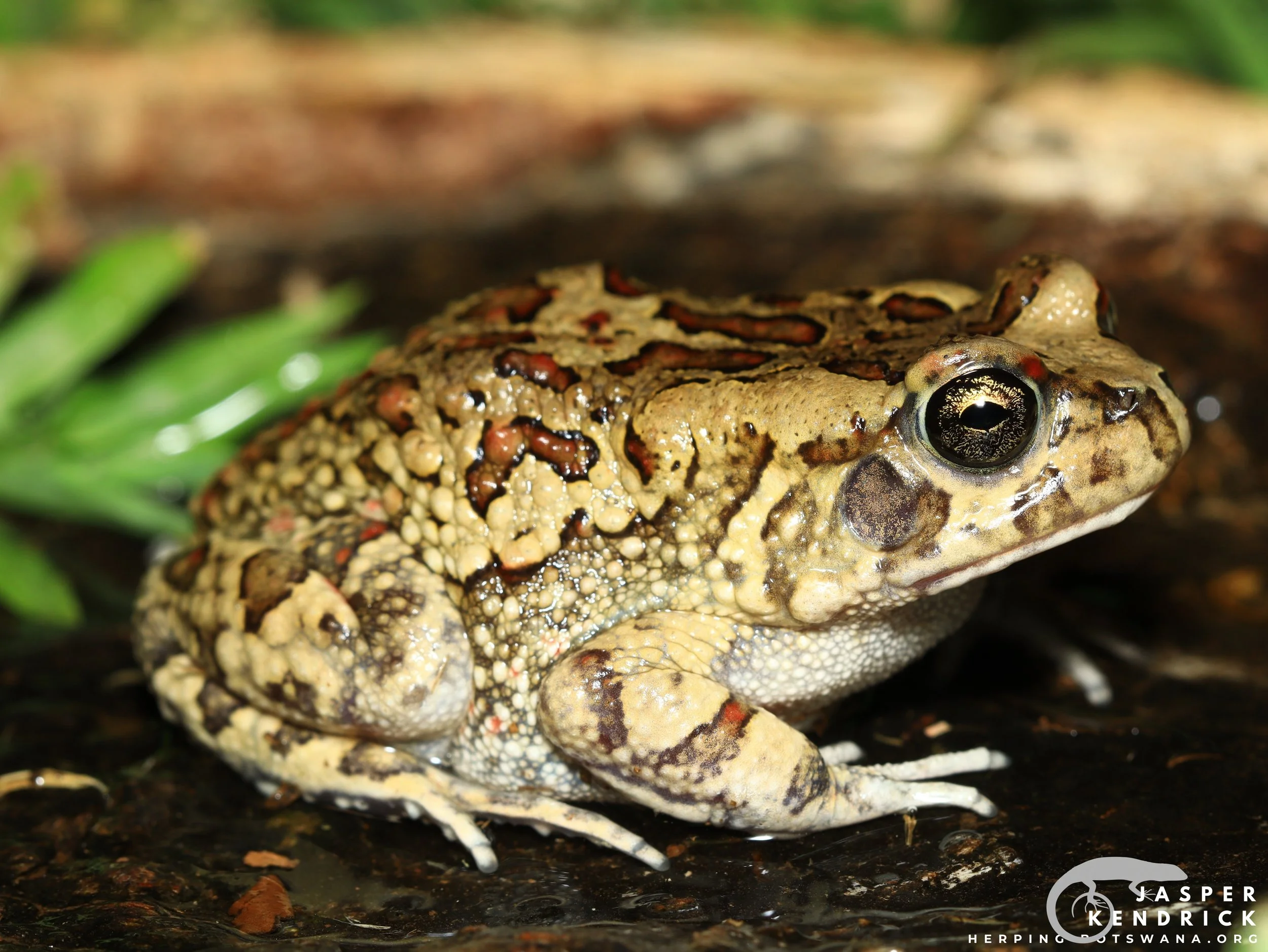 An Eastern Olive Toad (Sclerophrys garmani) posing on a log