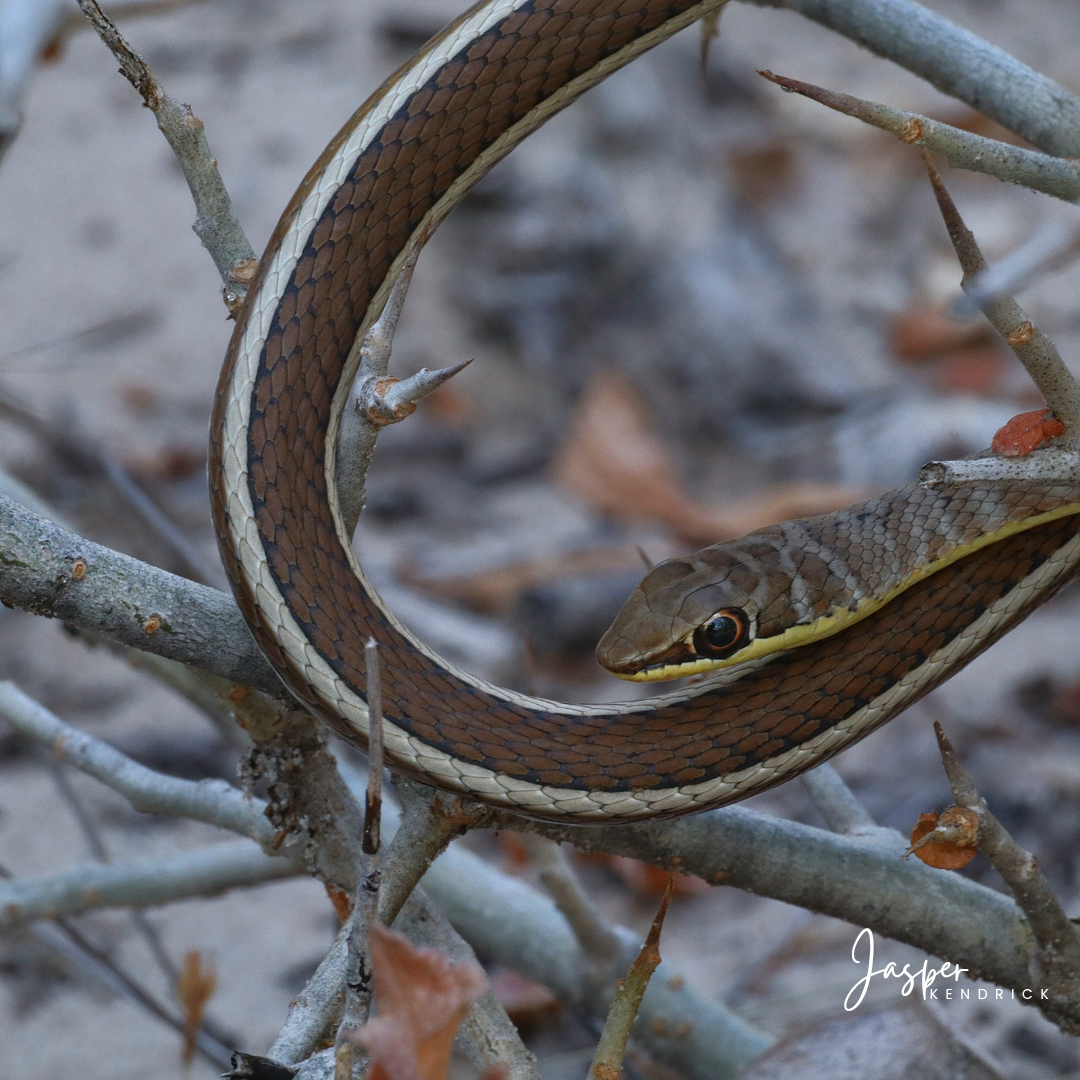Yellow-bellied Sand Snake (Psammophis subtaeniatus) Shorobe, Botswana