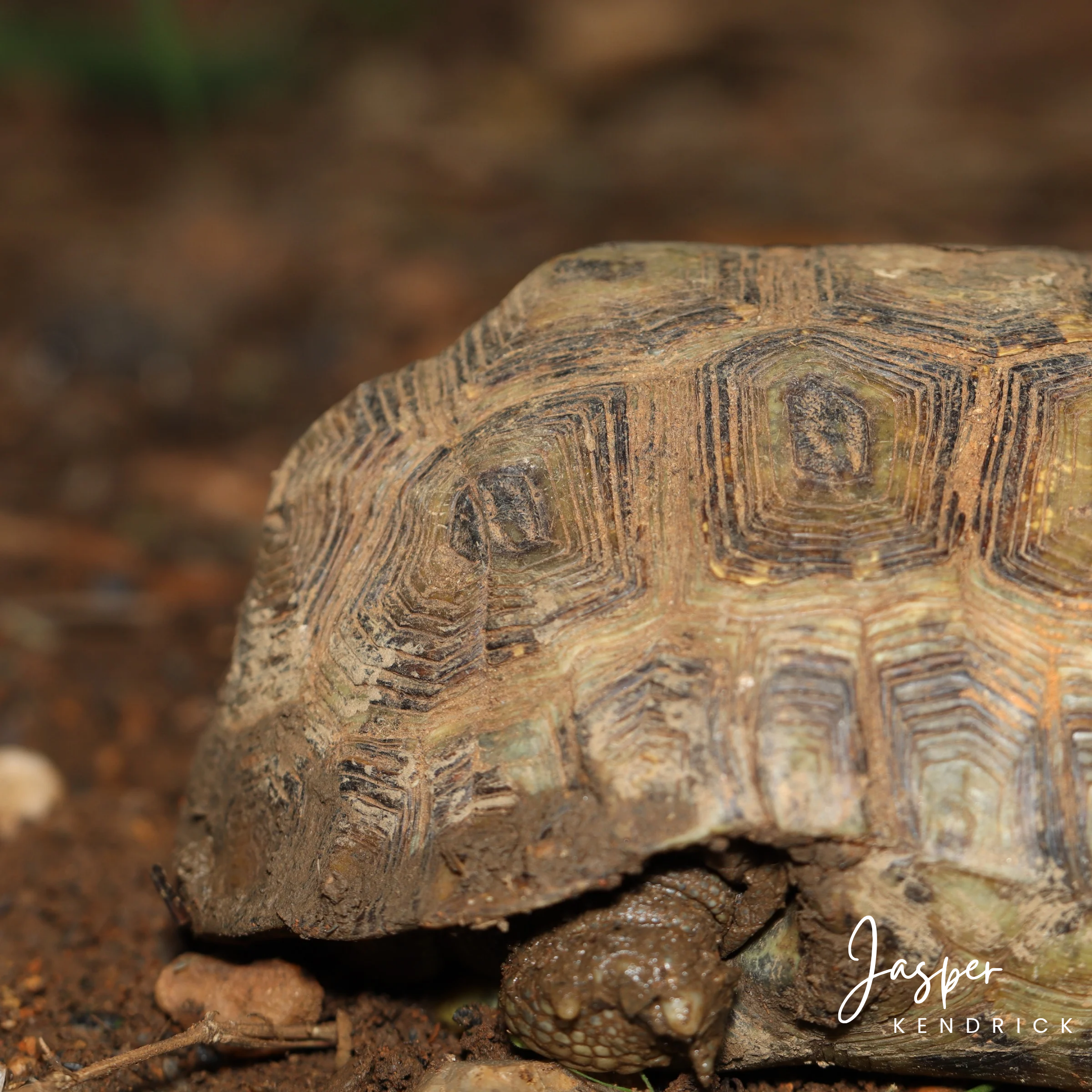 The hinge of a Speke's Hinge-back Tortoise (Kinixys spekii)