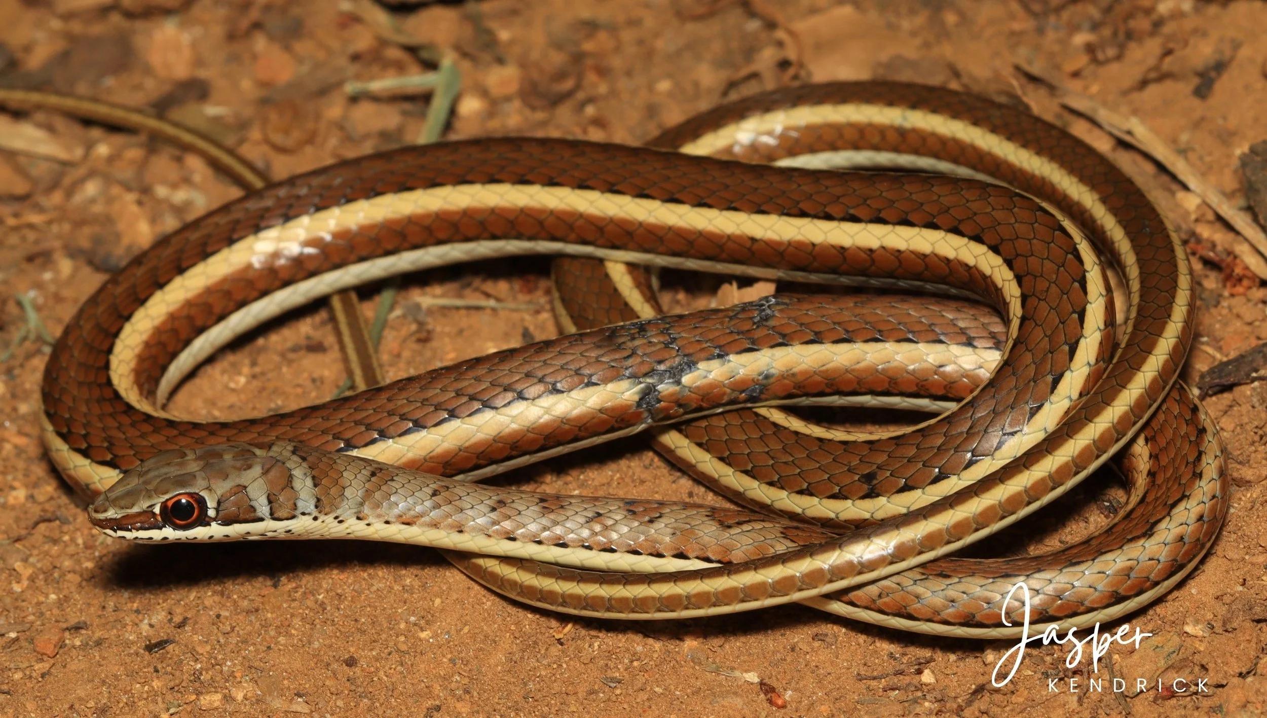 A Western Yellow-bellied Sand Snake (Psammophis subtaeniatus) posing naturally on sand