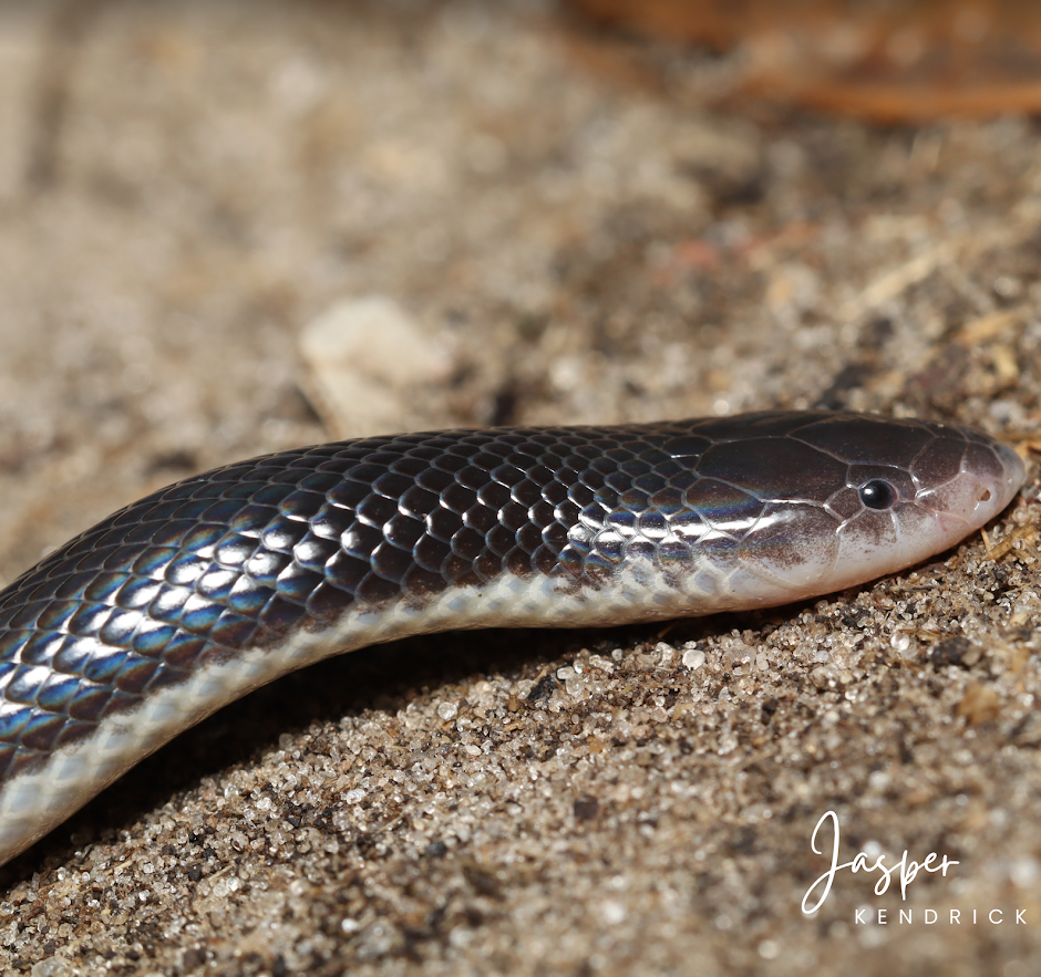 Bibron’s Stiletto Snake (Atractaspis bibronii) neck arching