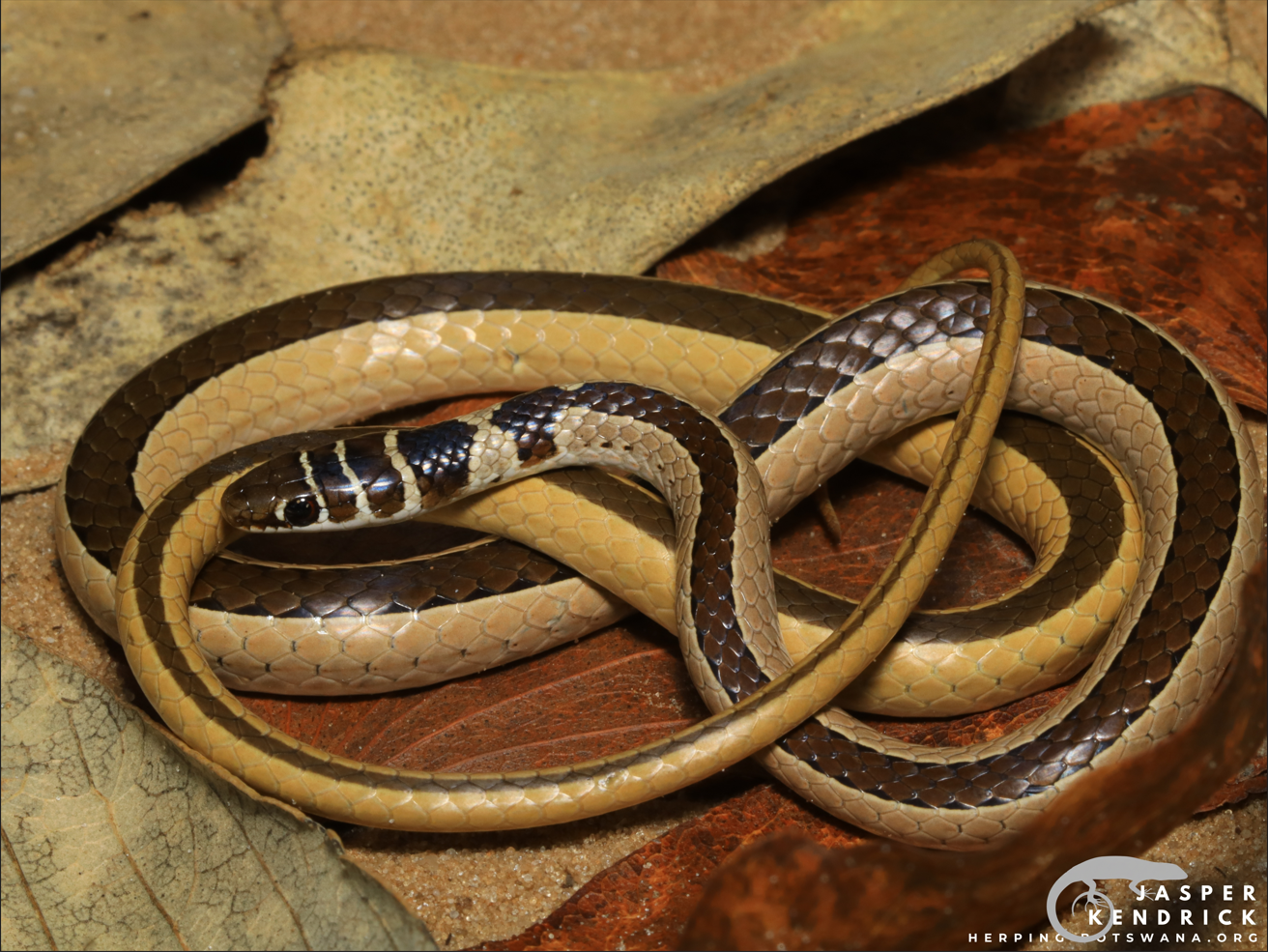A Dwarf Sand Snake (Psammophis angolensis) on leaves and sand