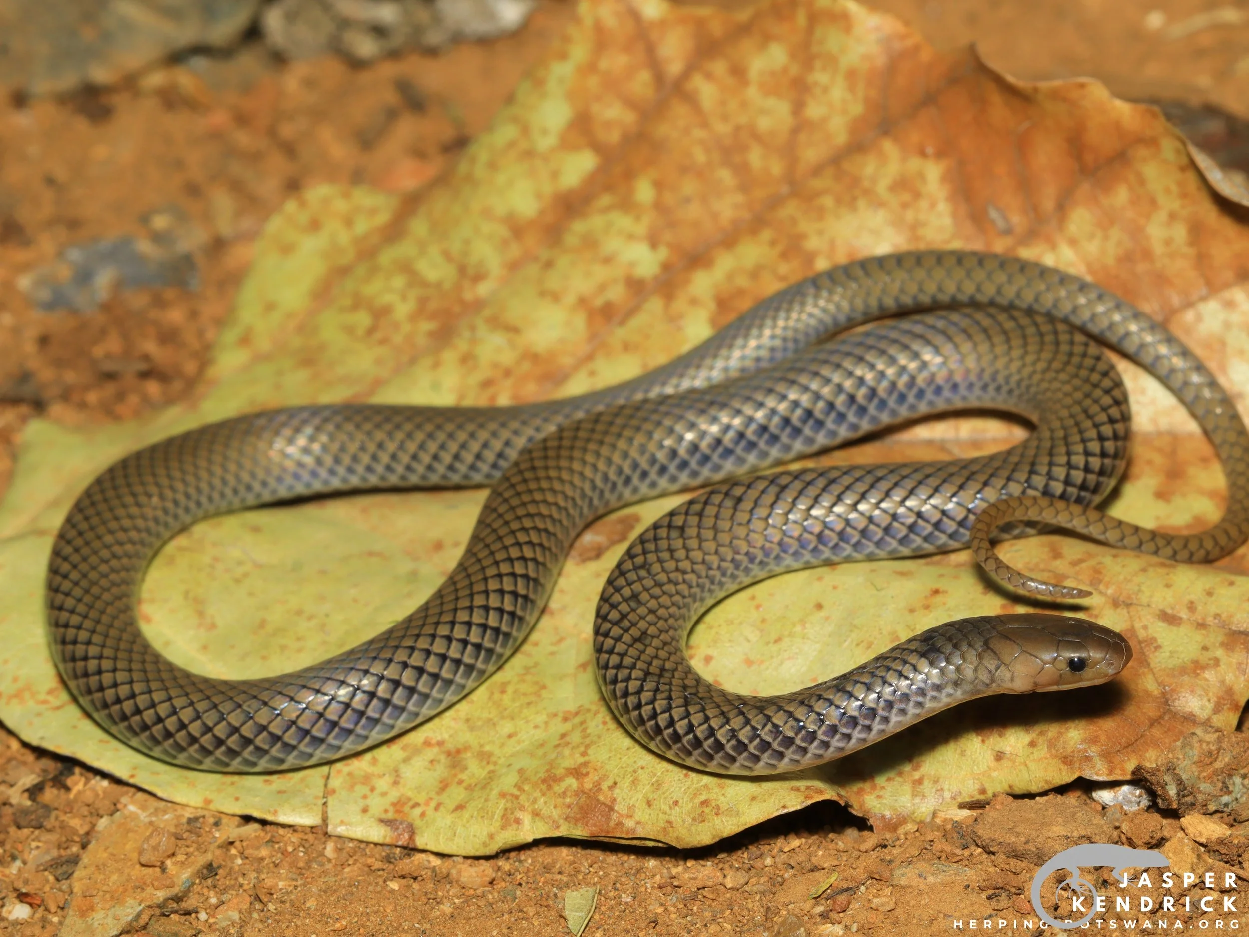 A Reticulated Centipede Eater (Aparallactus lunulatus) posing on a leaf