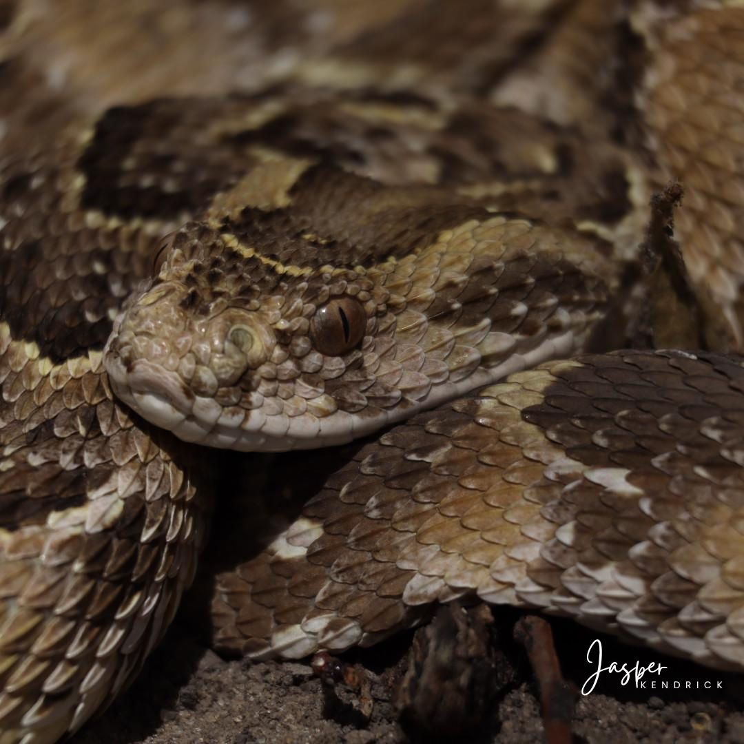 Puff Adder (Bitis arietans) Raintree Camp, Botswana